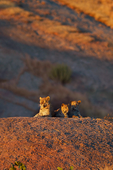 10Jawai-Leopard-Camp