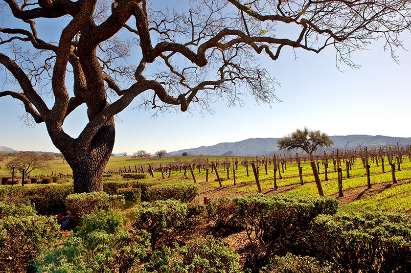 Santa-Barbara-grapevines