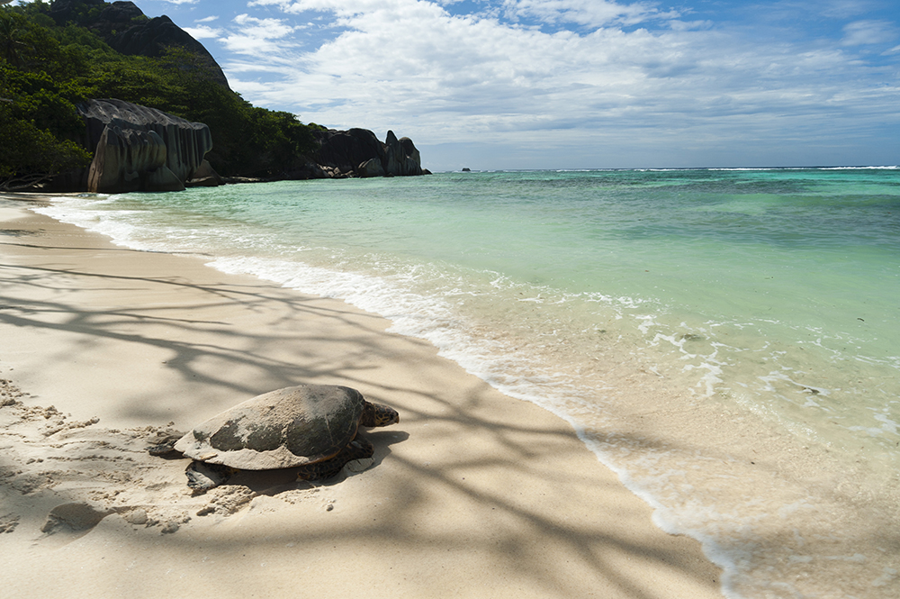 Seychelles-Tortoise-1.jpg