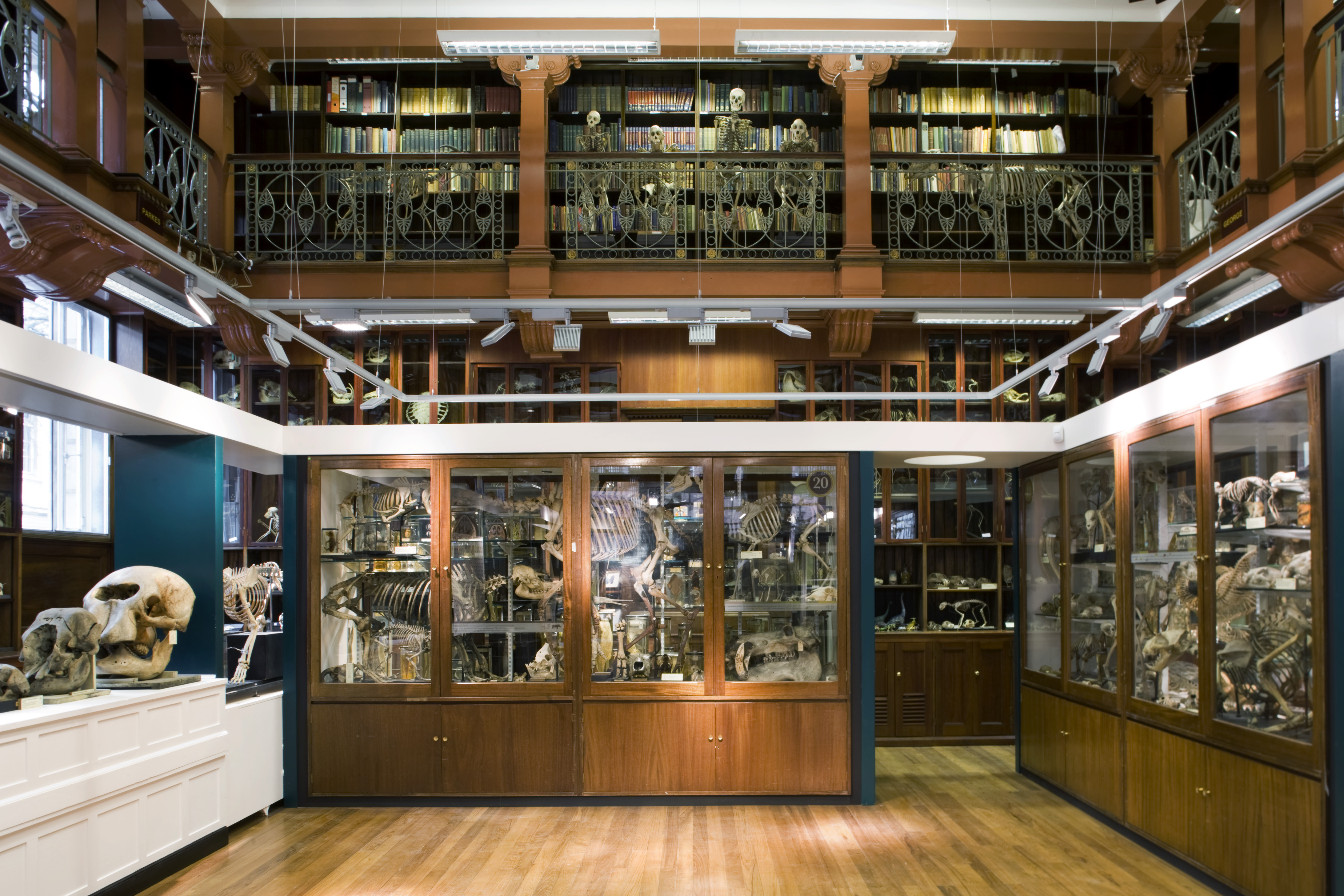 Grant Museum of Zoology, UCL Matt Clayton Grant Museum of Zoology, UCL Matt Clayton
