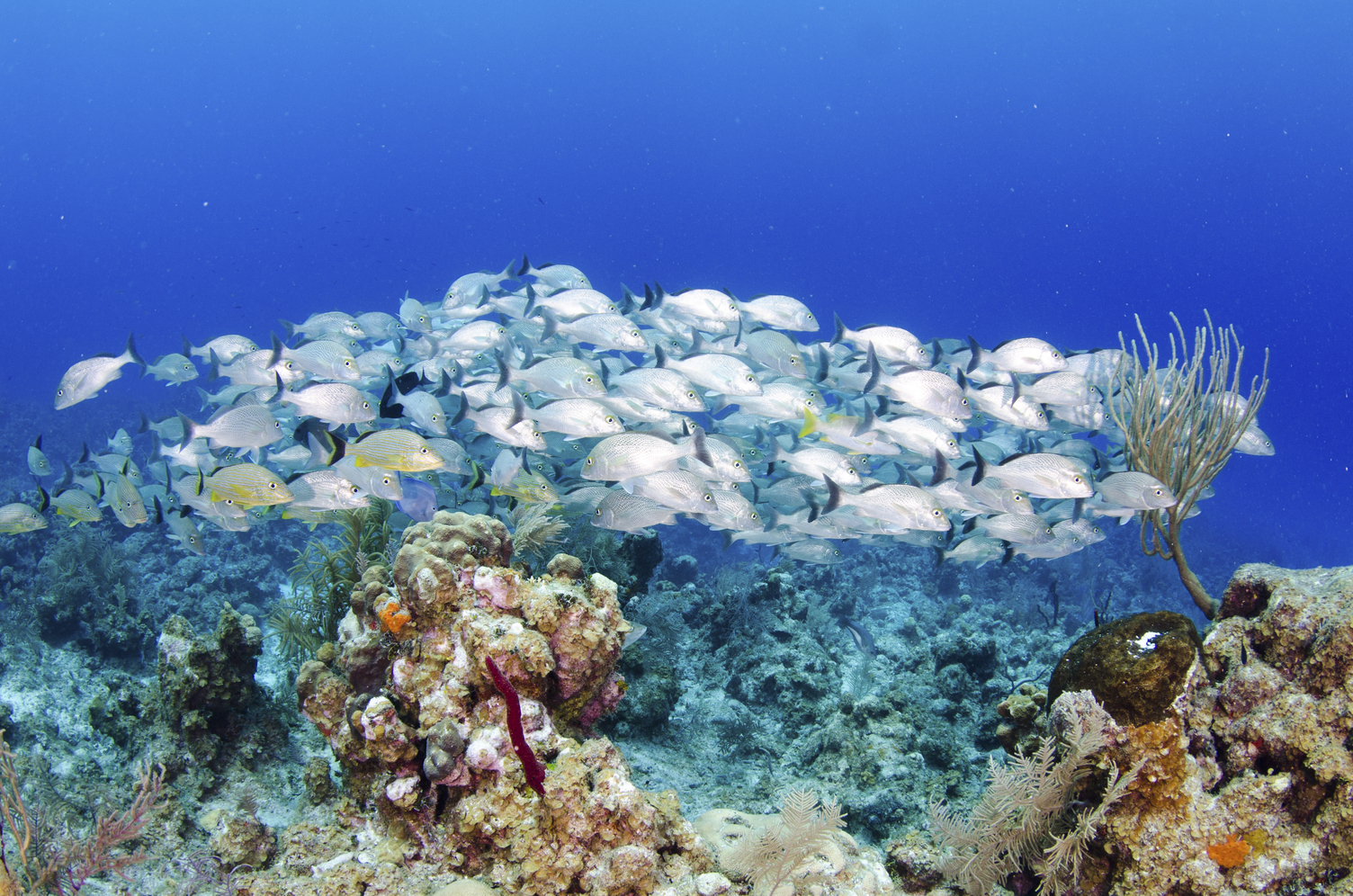 Caribbean dream: Nature meets luxury in the Cayman Islands