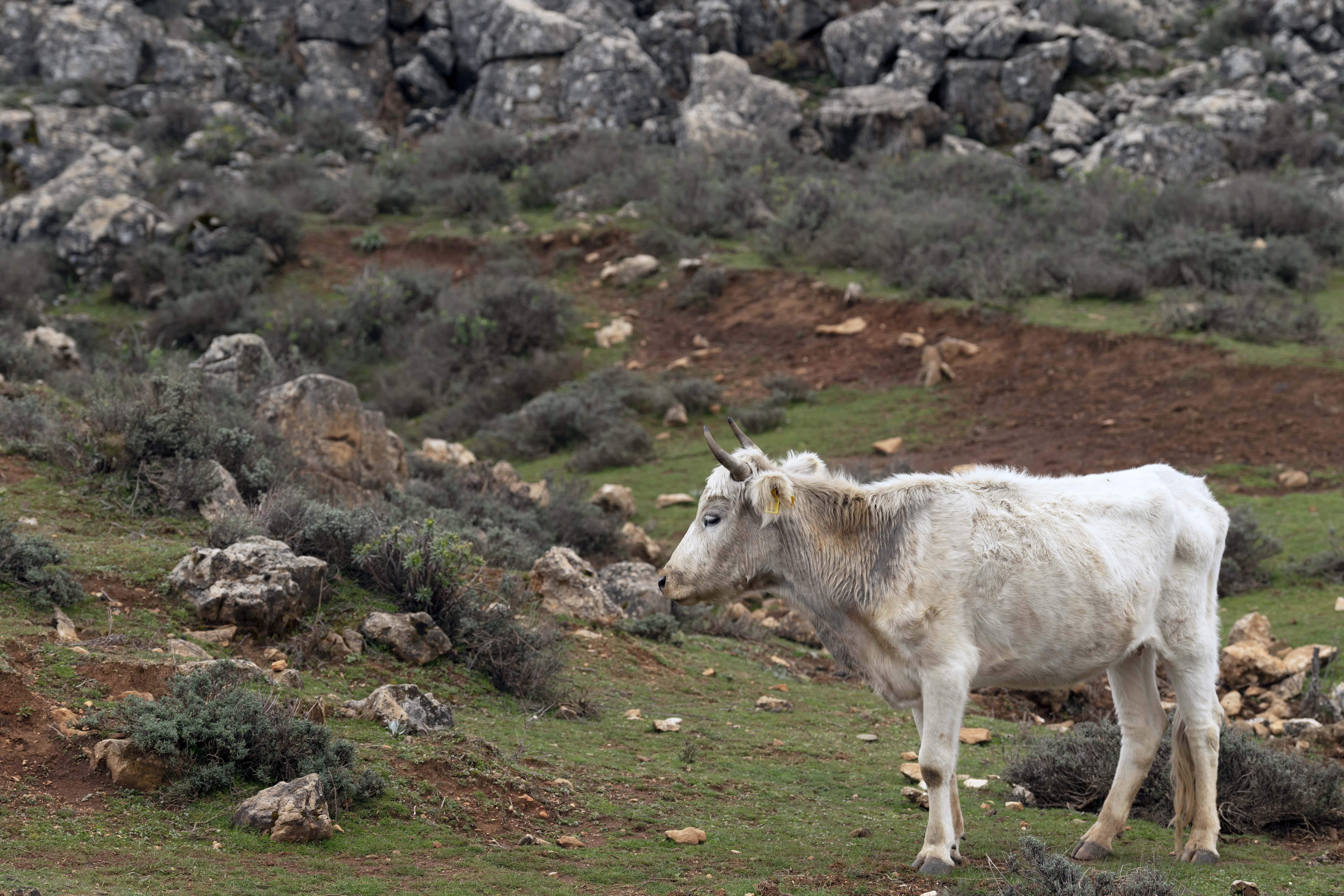 cow Sardinia