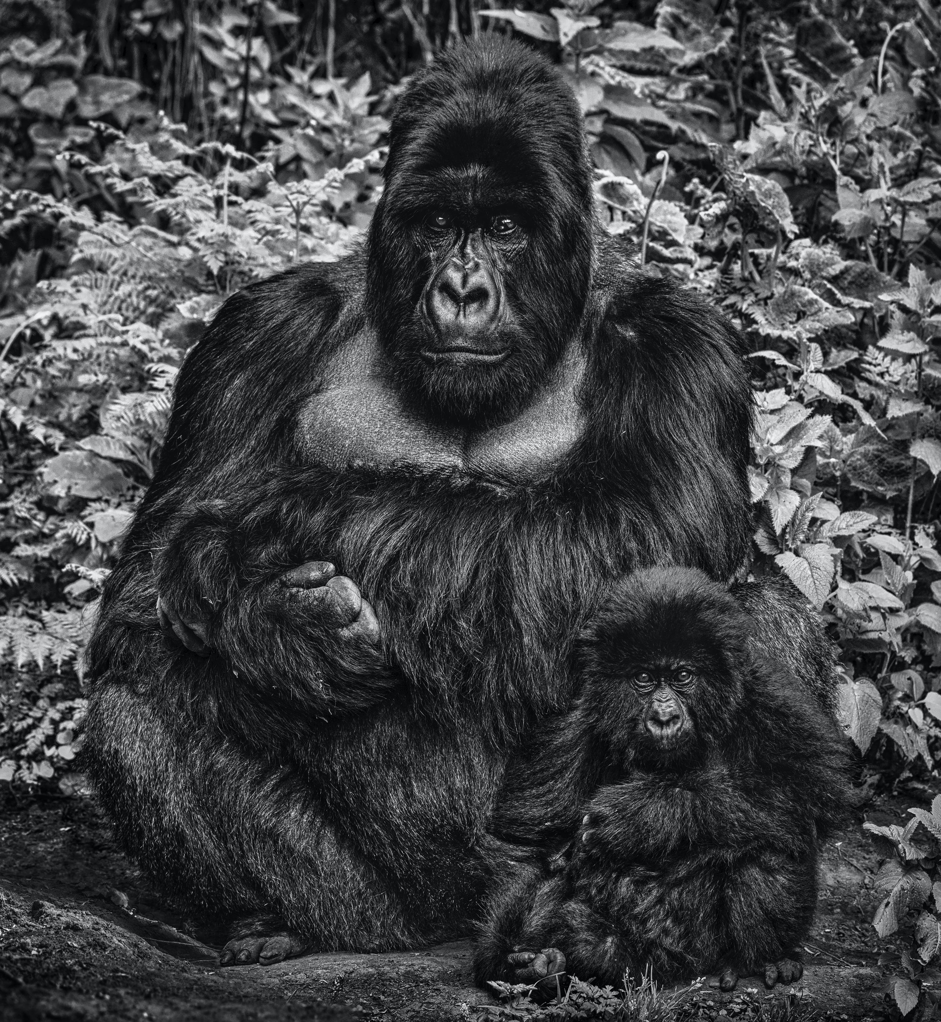 Like Father Like Son by David Yarrow