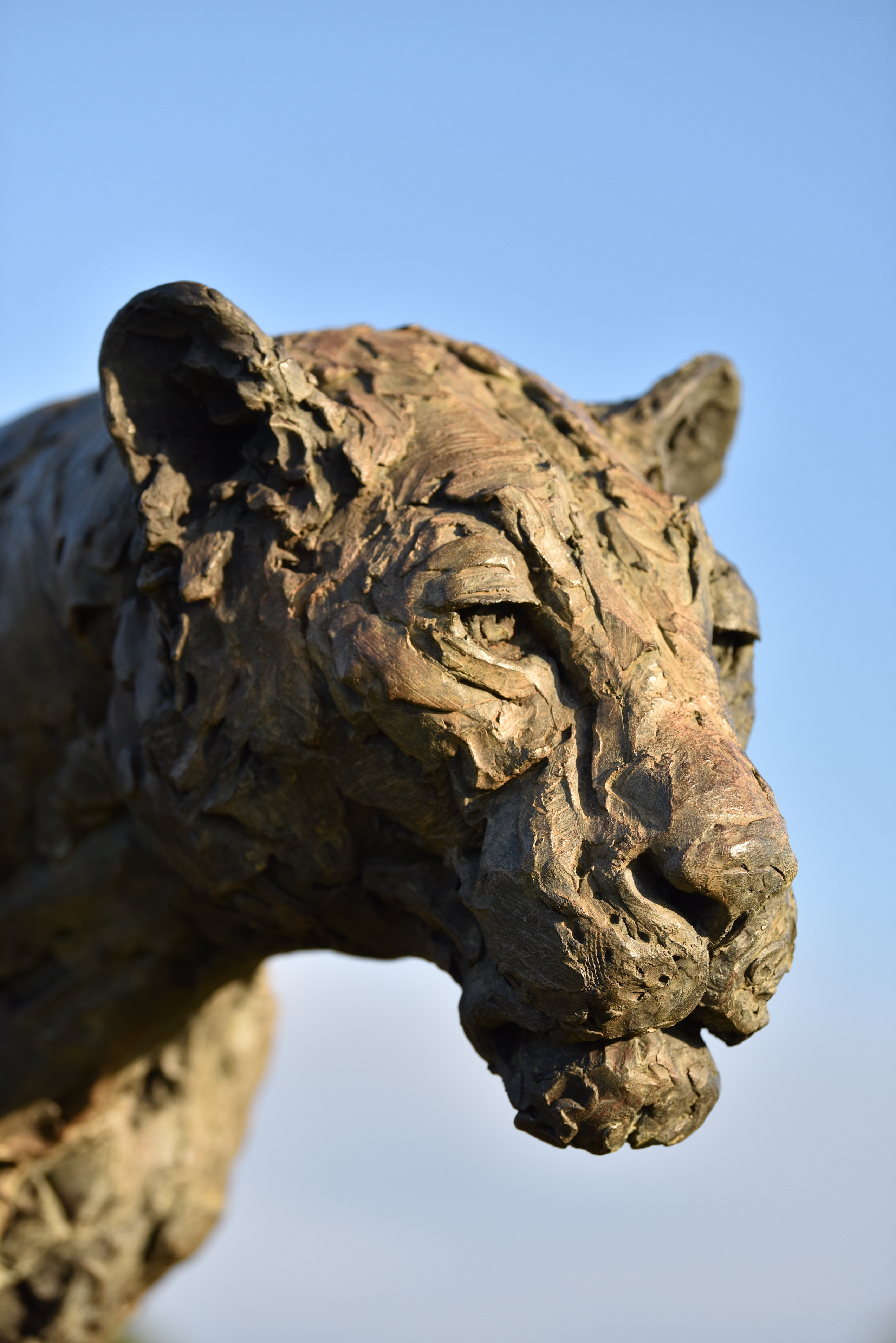 Lioness Life size sculpture by Hamish Mackie