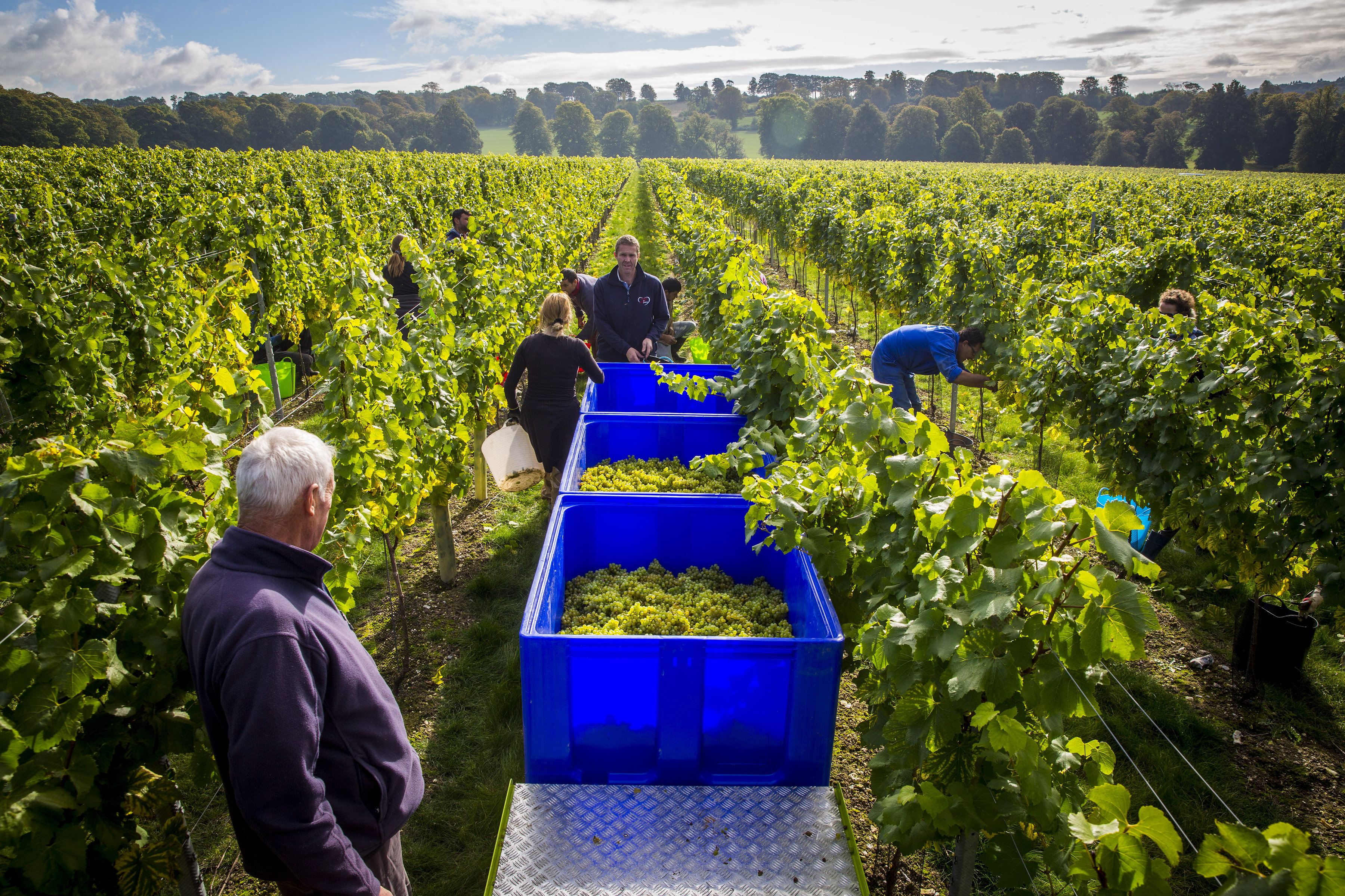 wine harvest