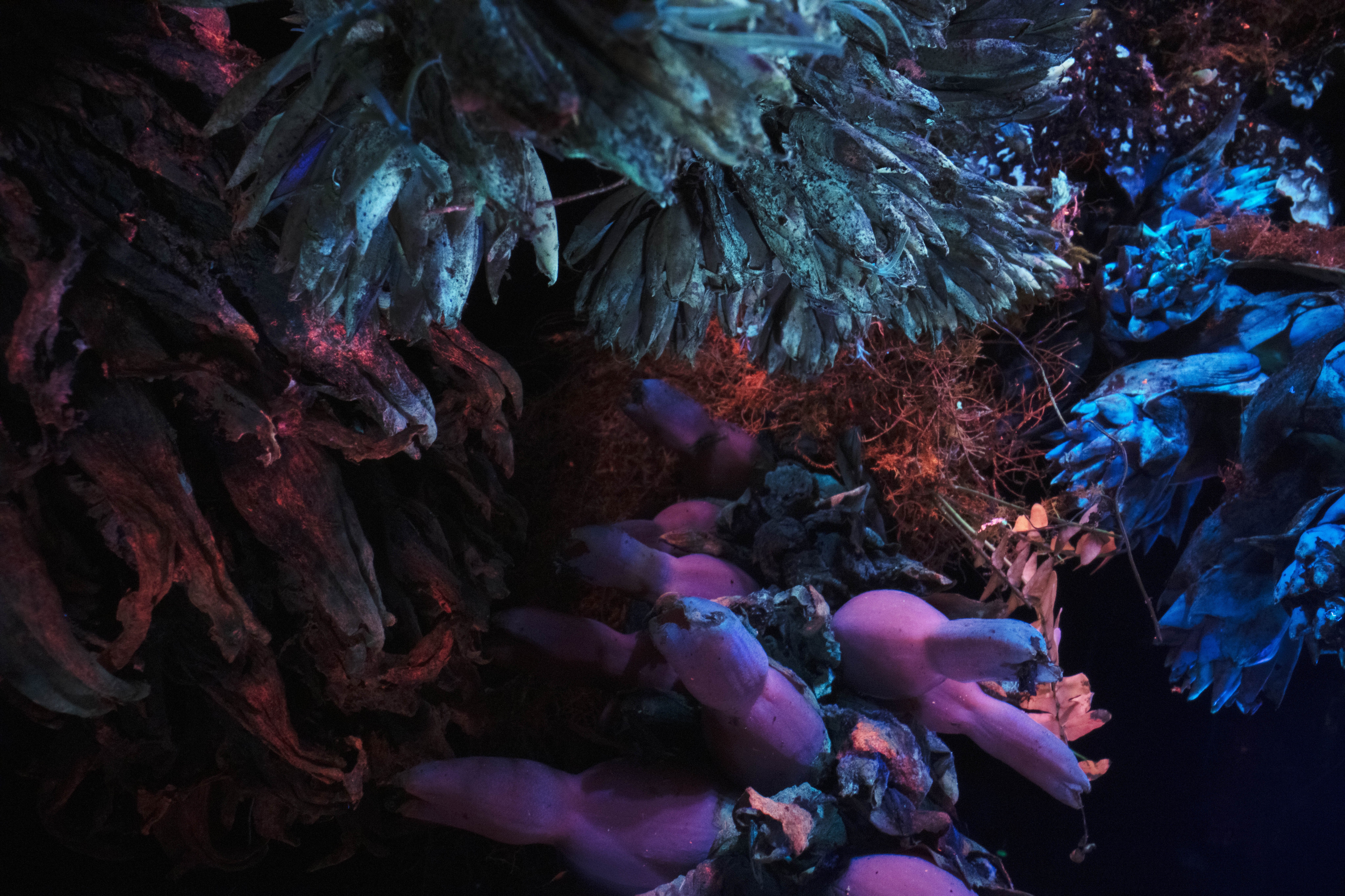 Still from Broken Spectre by Richard Mosse Still from Broken Spectre by Richard Mosse