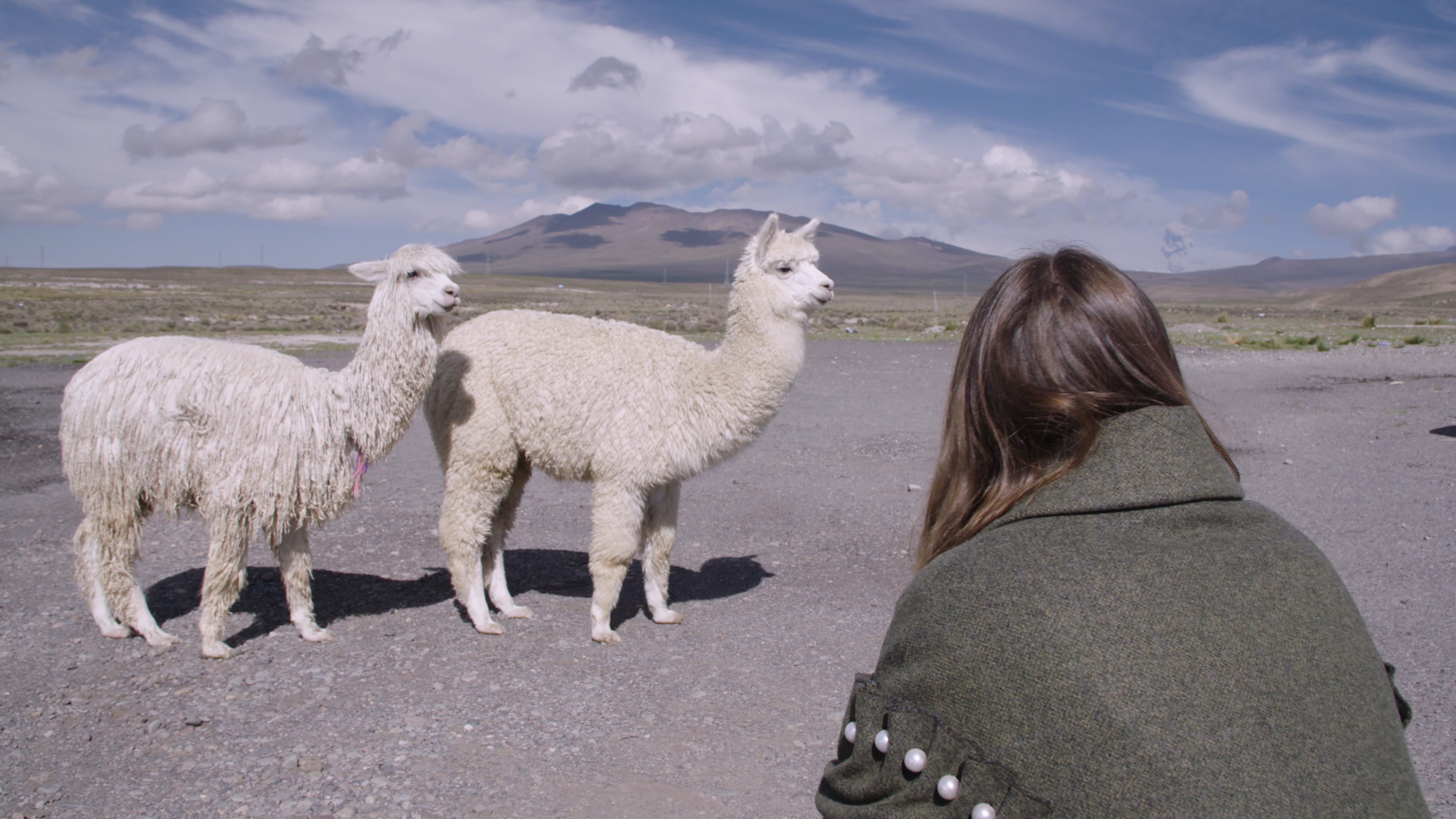 Amy Powney and llamas