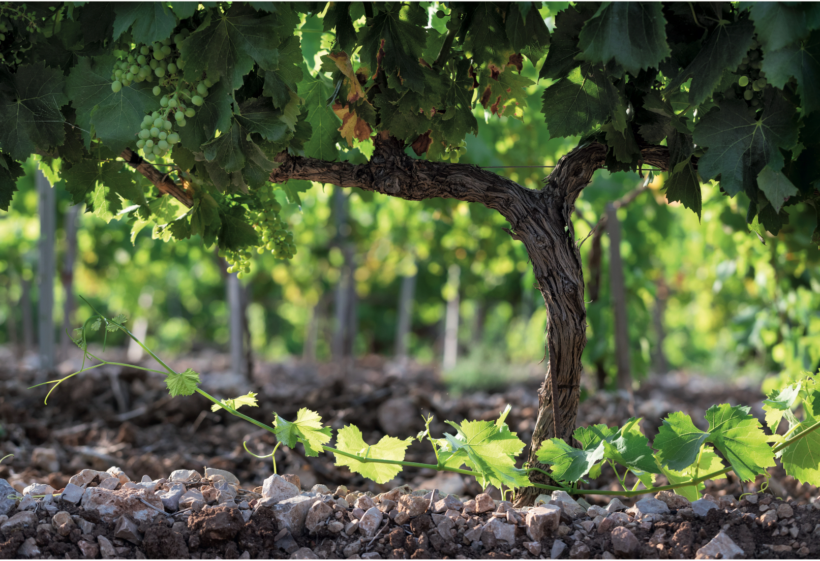 The Ultimate Rosé Guide for 2023