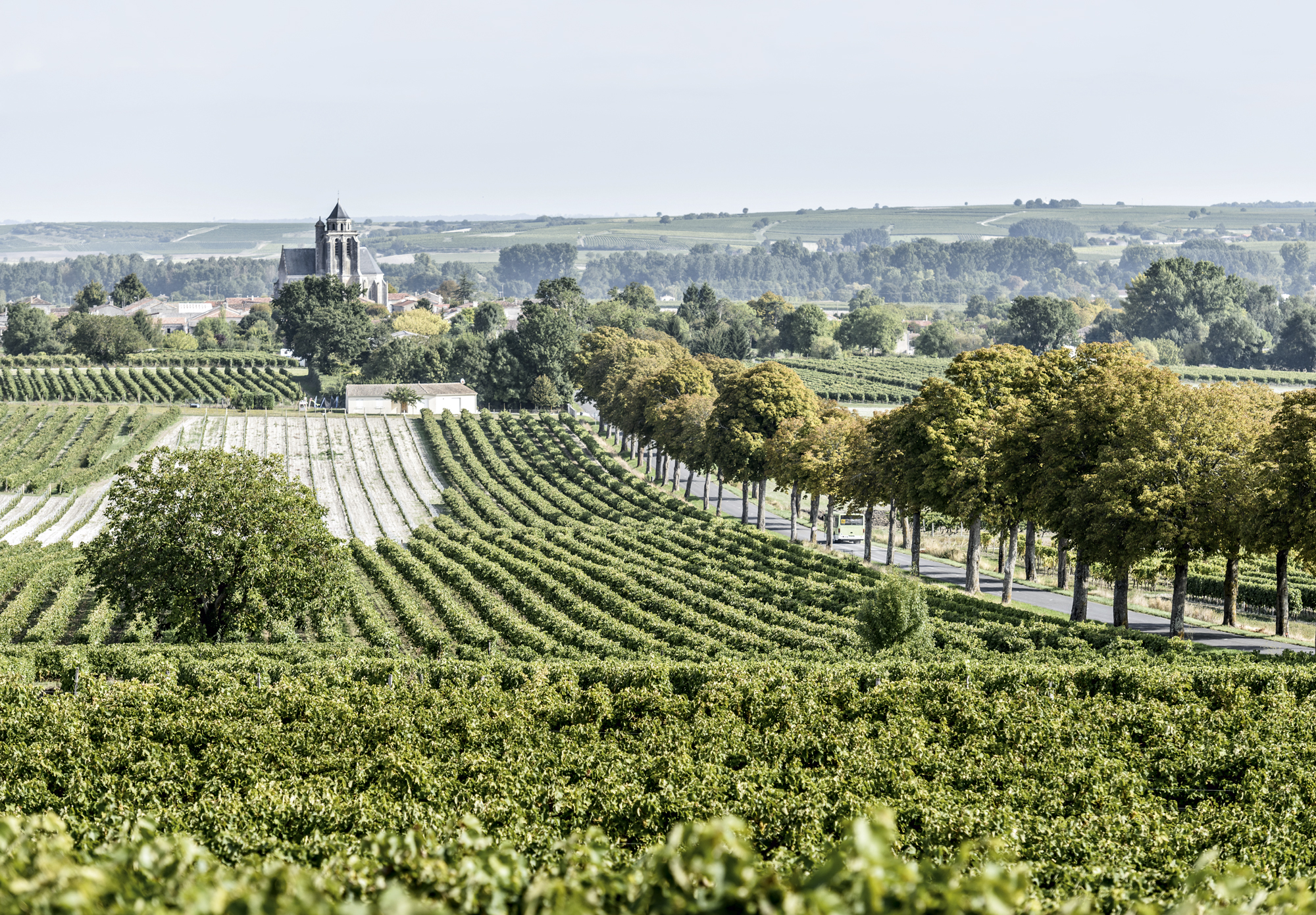 Rémy Martin XO 300th Anniversary - Champagne Vineyards