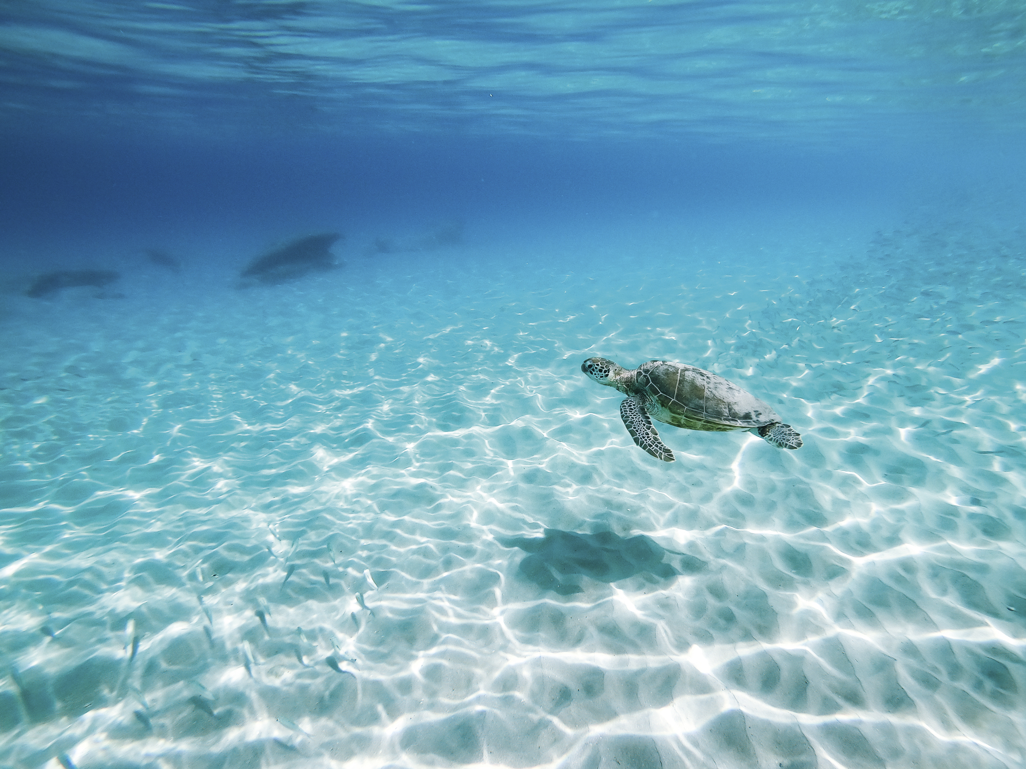 Vacation Relocation Barbados - Marine Life