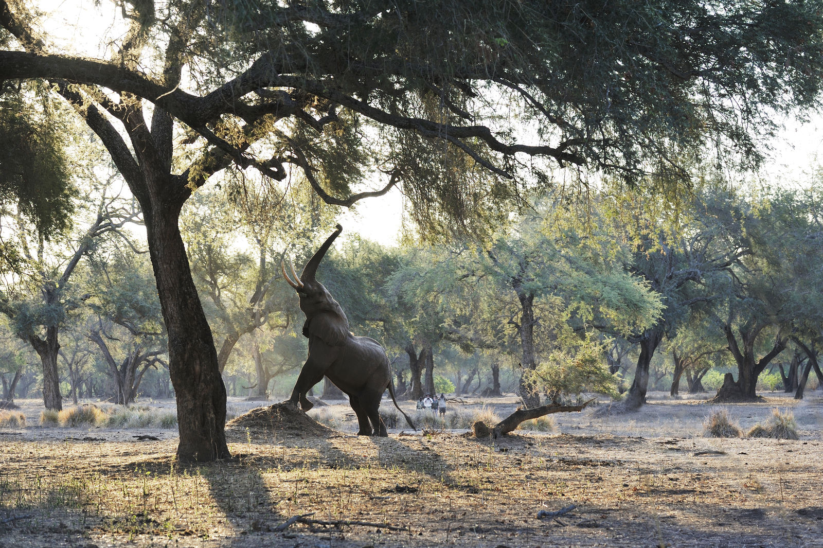 Bespoke Adventures Journeys with Purpose - Old Mondoro Camp