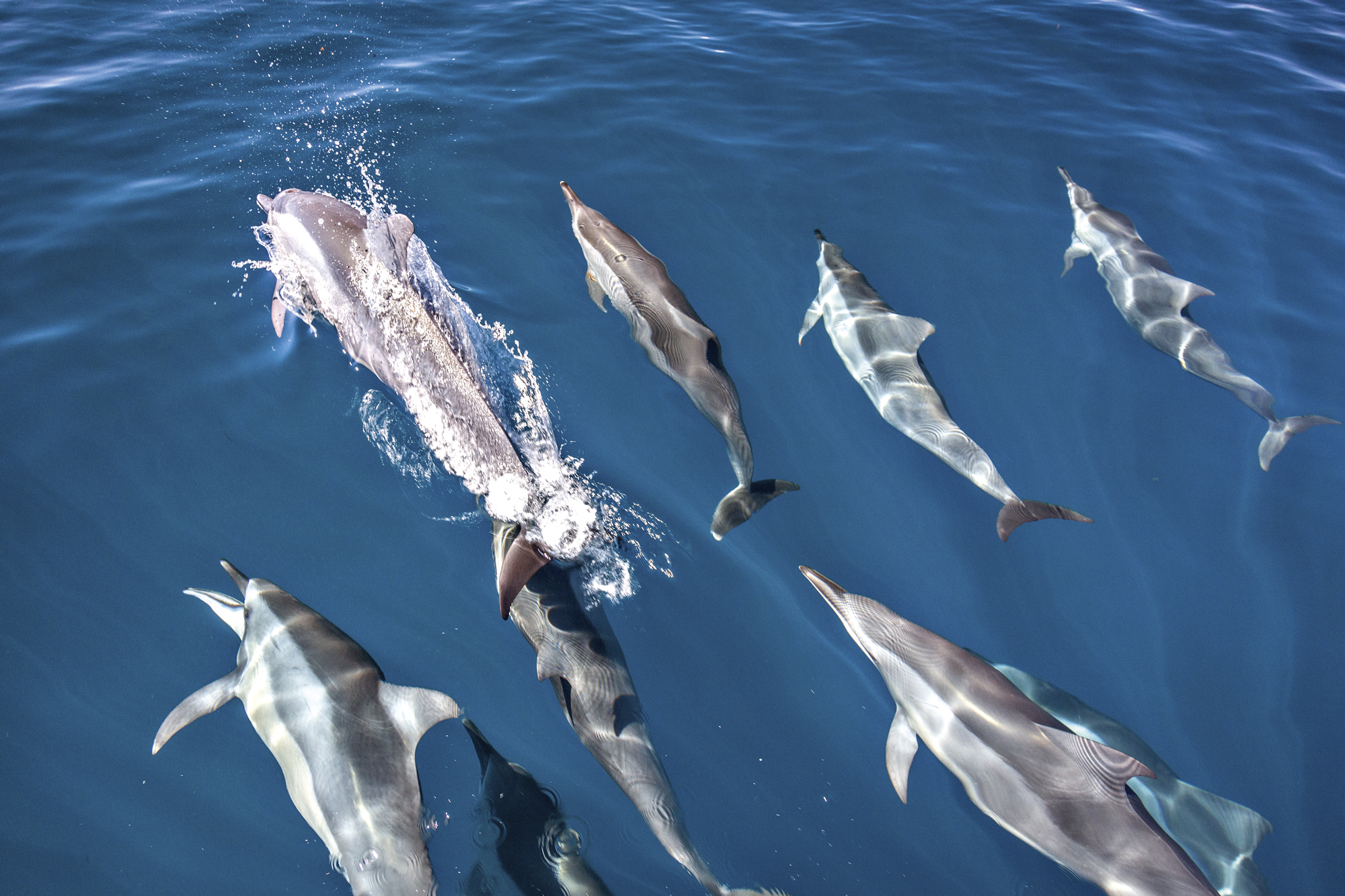 The Seychelles Islands - Marine life