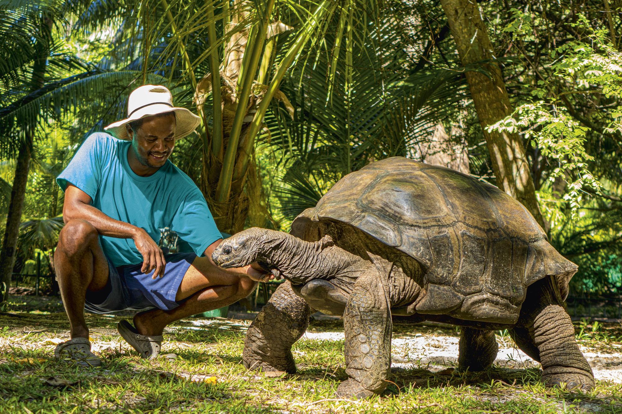 The Seychelles Islands - Giant tortoise