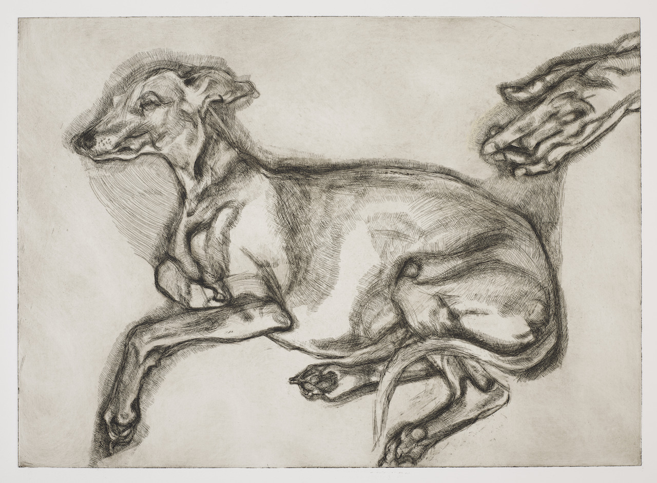 Lucian Freud's Etchings V&A - Pluto aged twelve