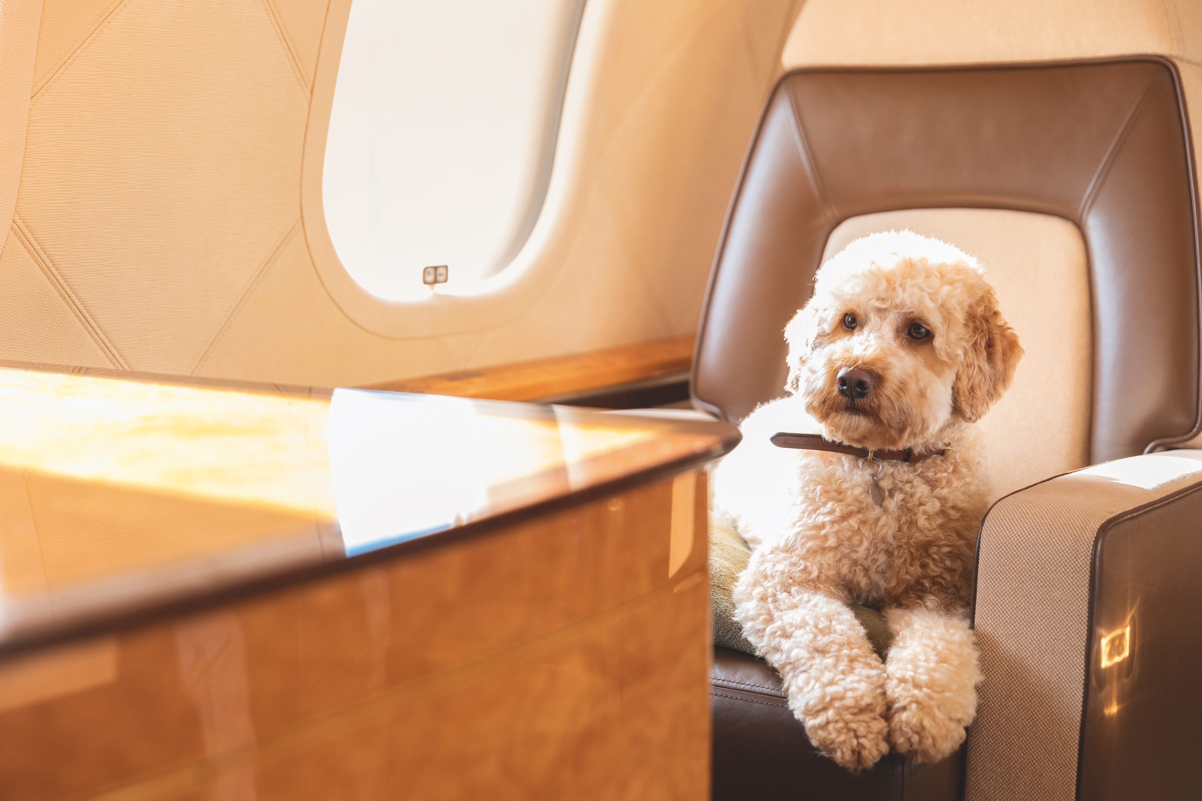 JetCard by Air Partner - Dog on plane