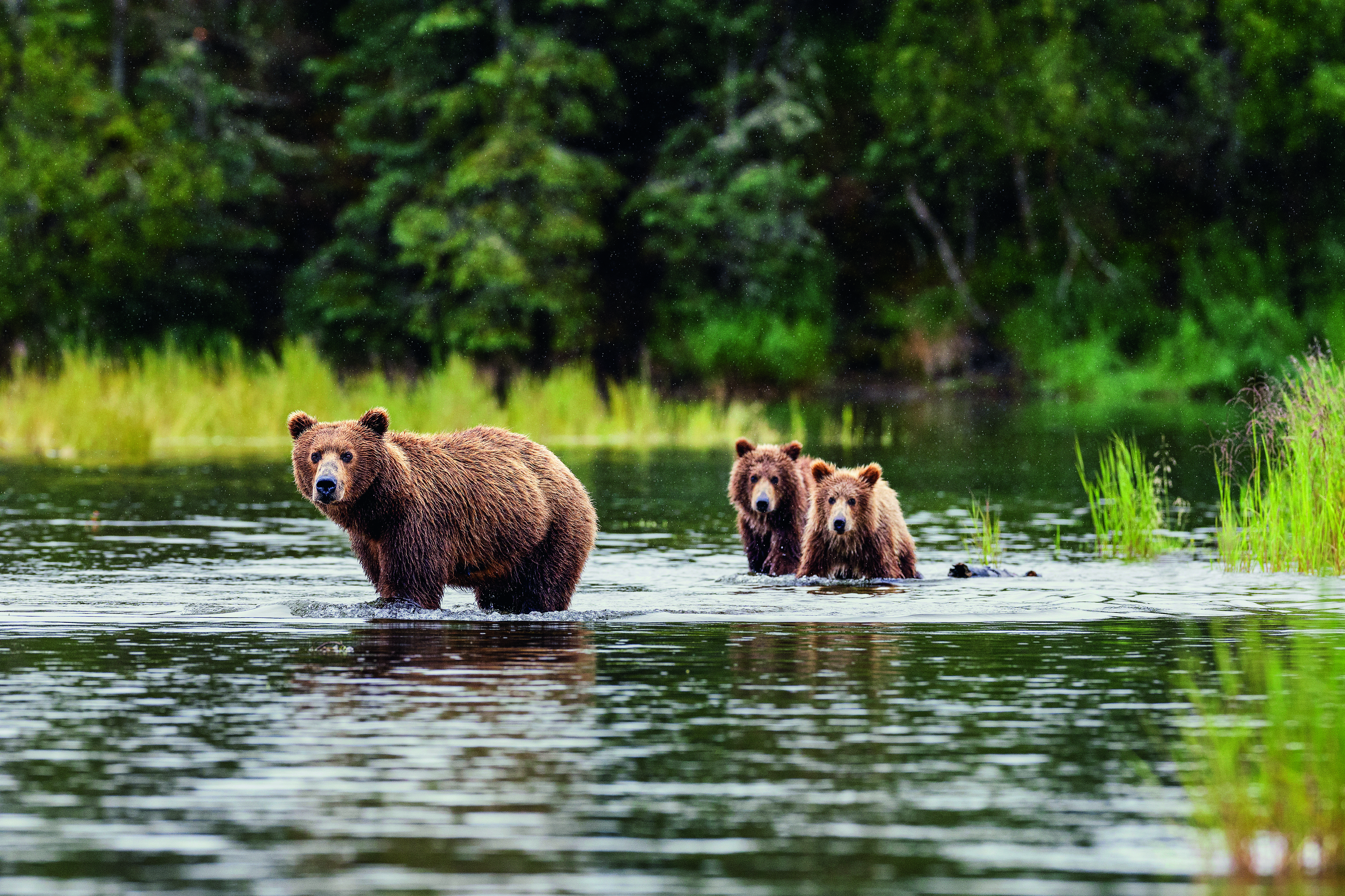 Silversea Silver Ray - bear spotting