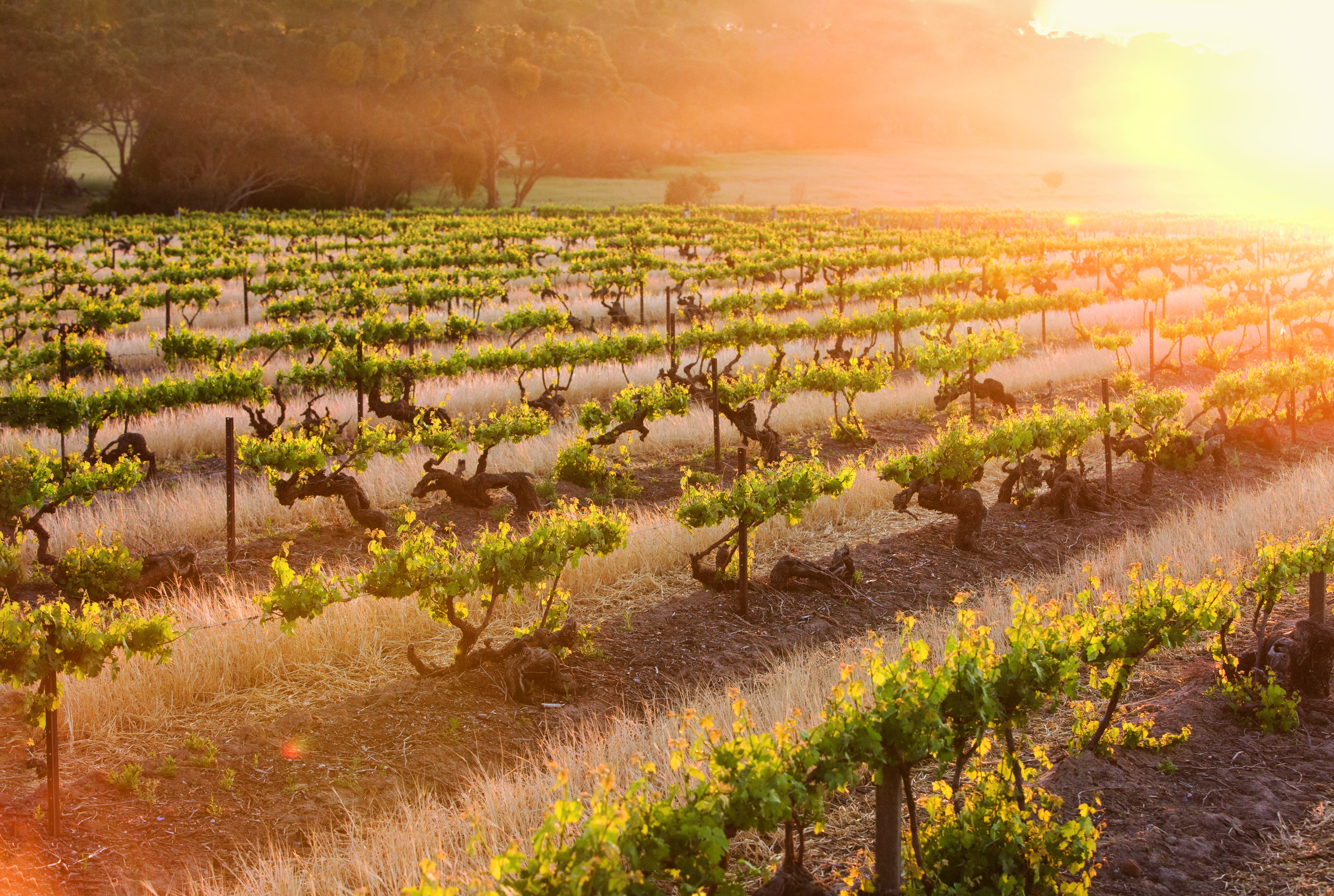 Australia Best Vineyards - Barossa Valley