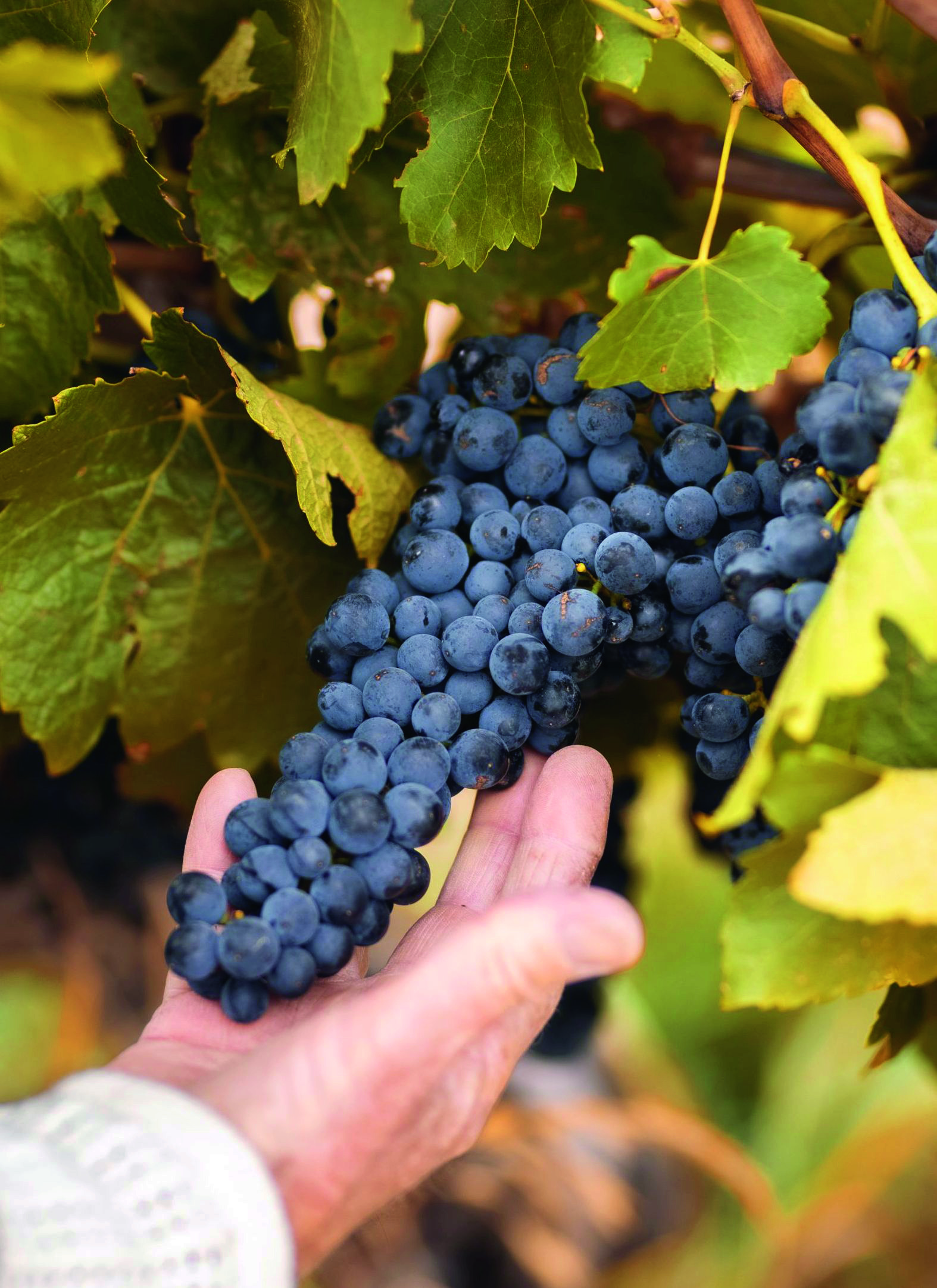 Australian Vineyards - Hill of Grace grapes