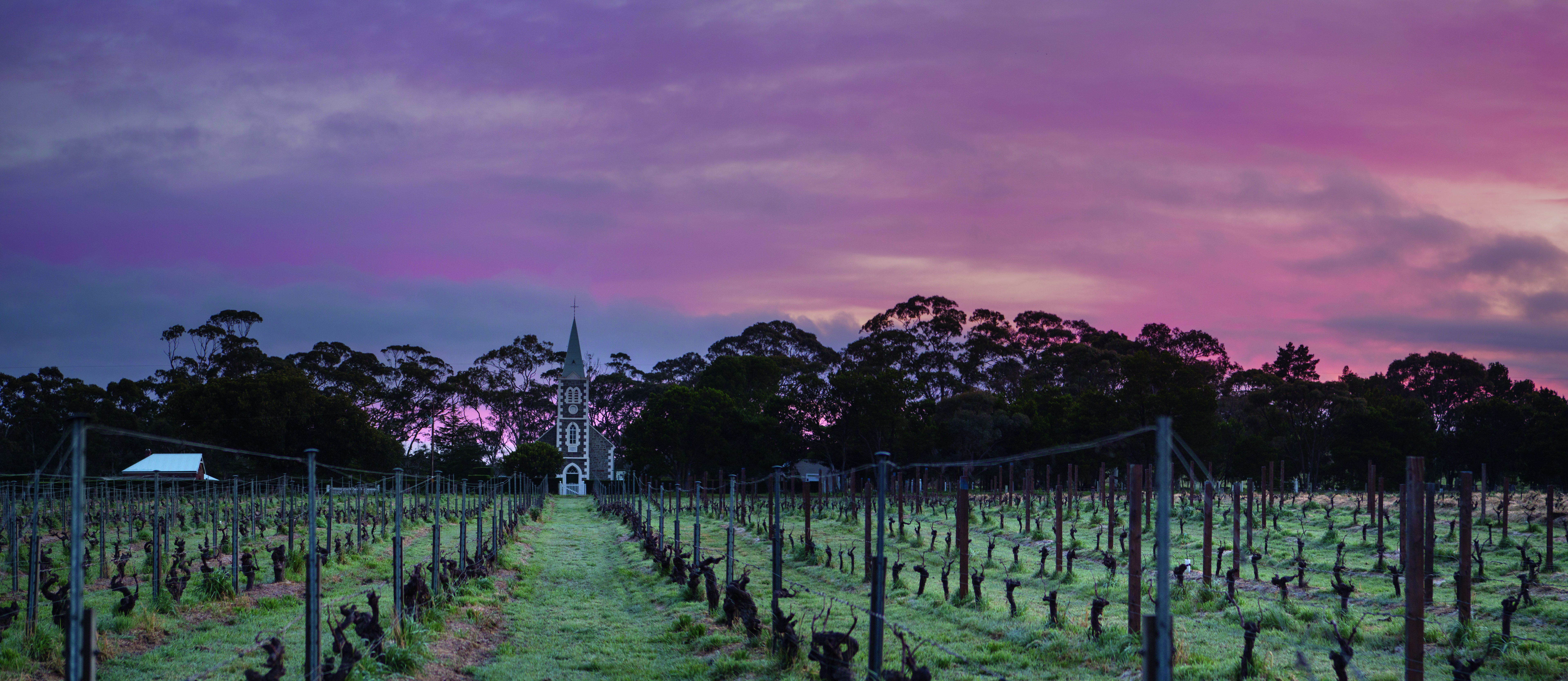 Australian Vineyards - vineyard sunrise