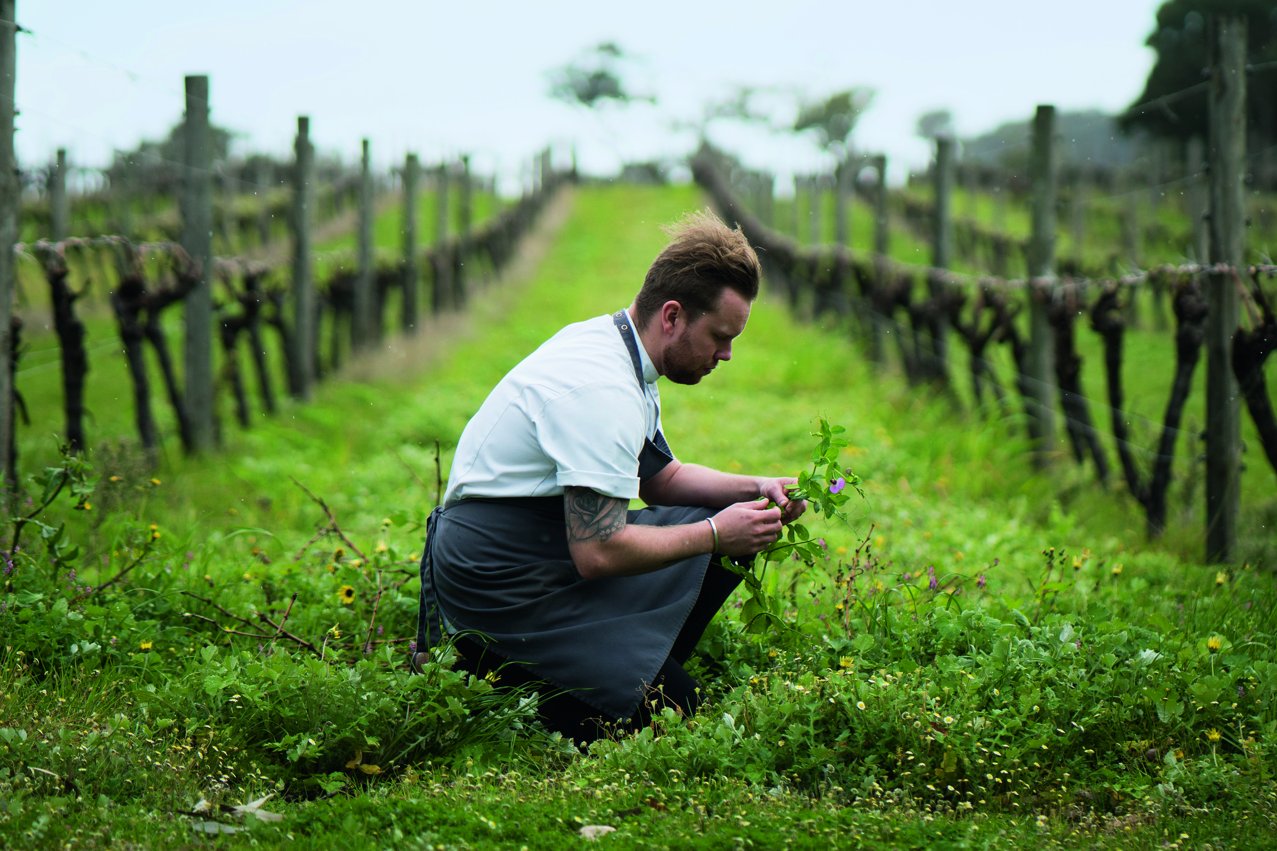 Australian Vineyards - Vasse Felix