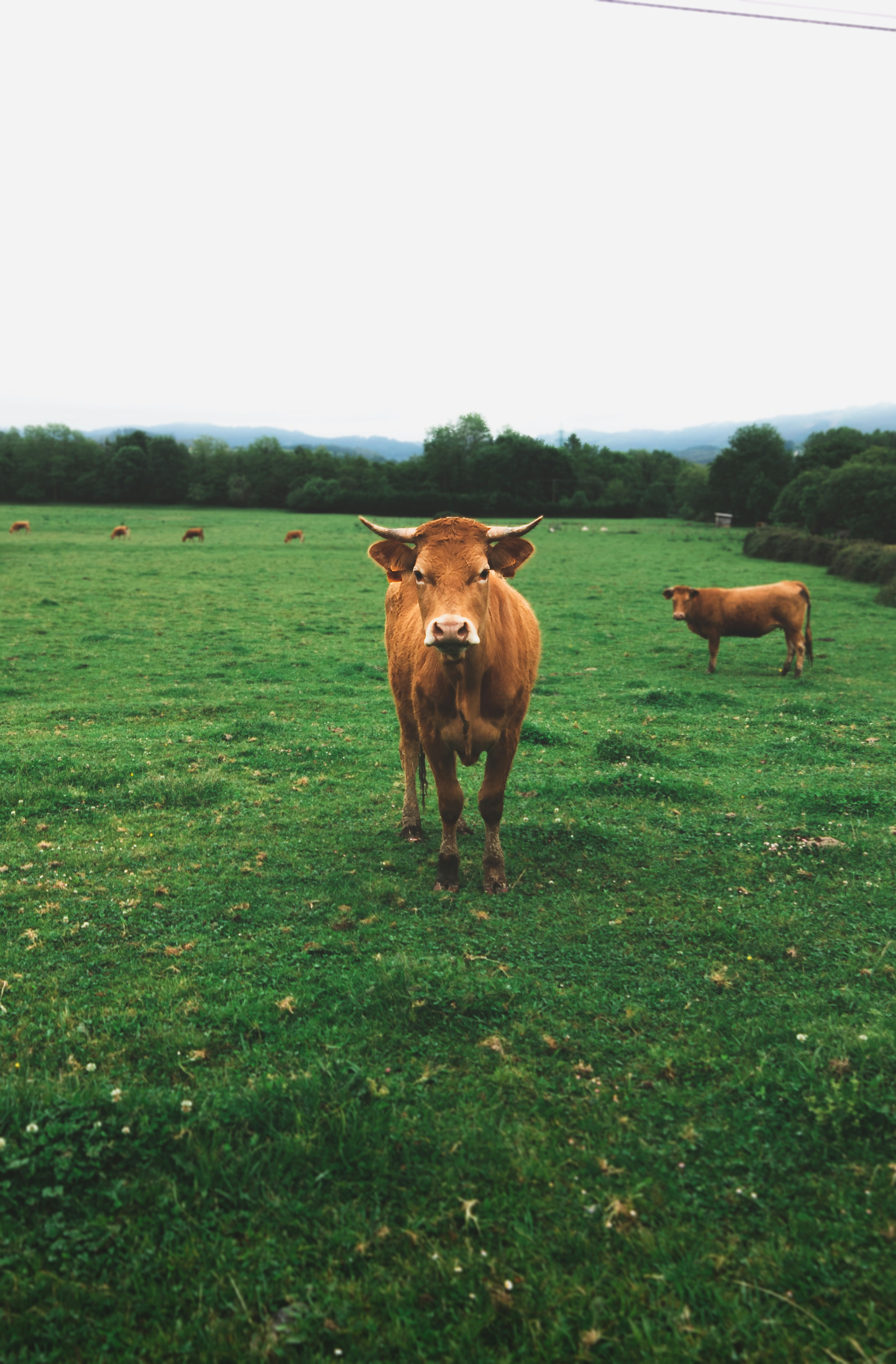 Ibai Basque restaurant Spanish cows