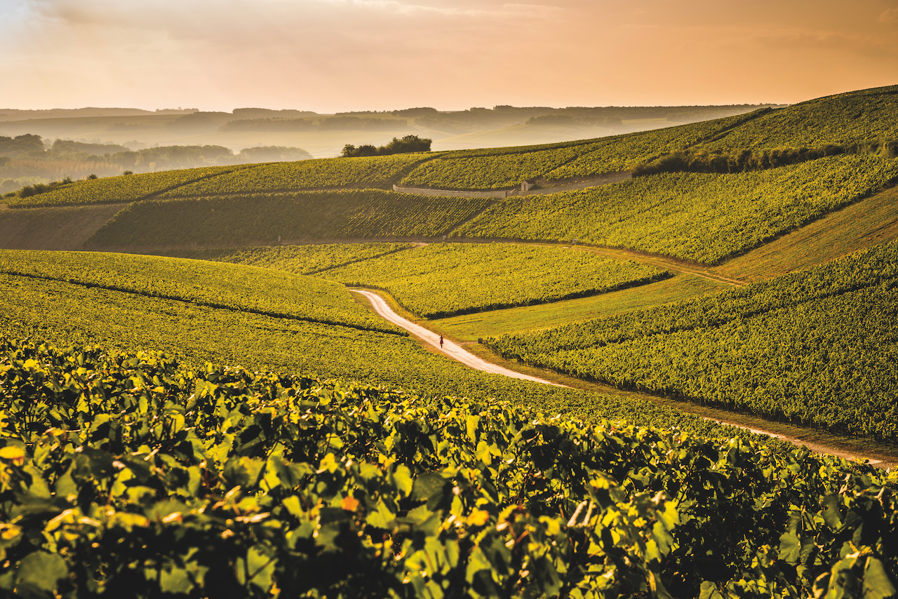 best burgundy wines - La Chablisienne