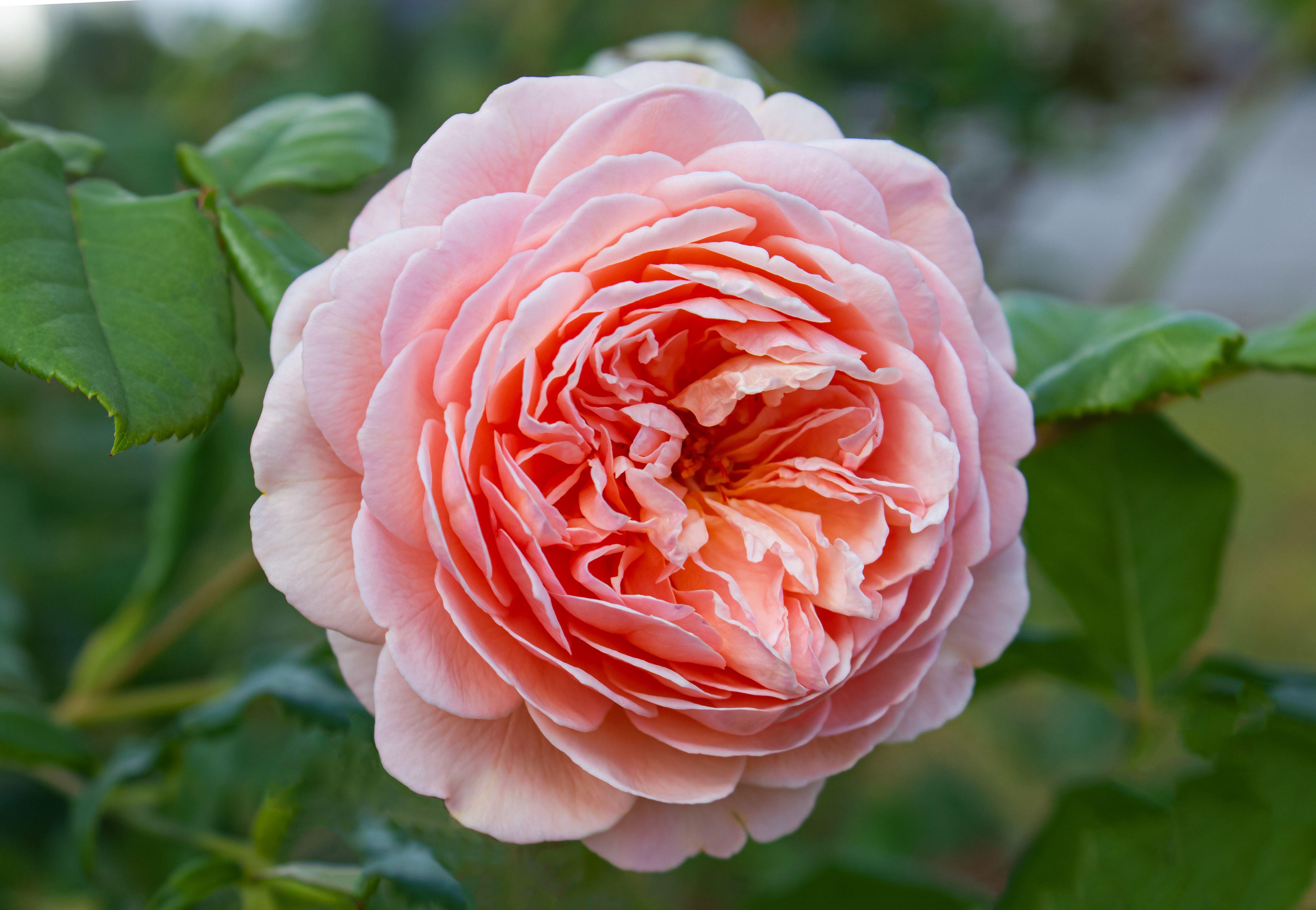 The Jubilee Celebration of the Royal Rose Varieties.