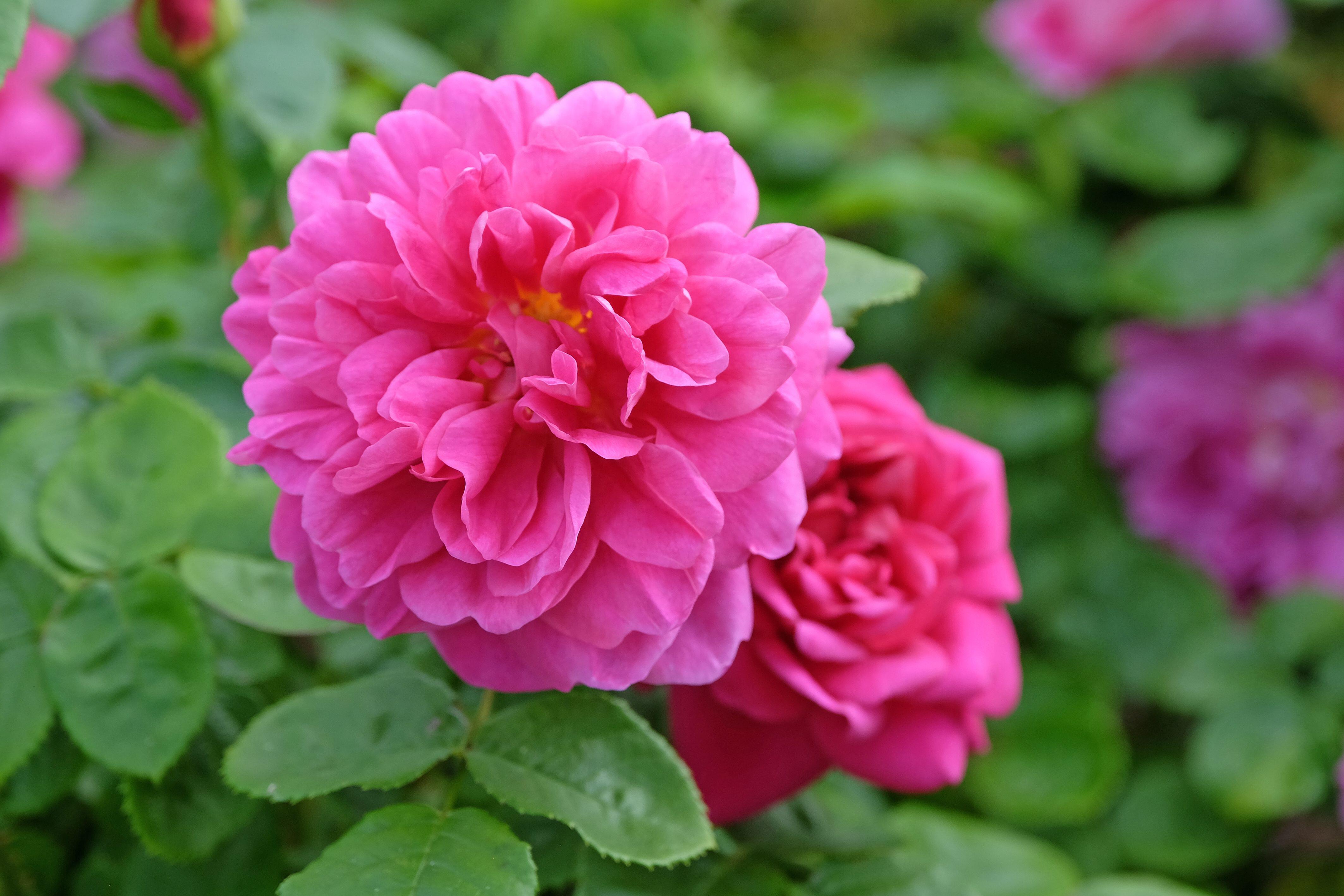 The Princess Anne of the Royal Rose Varieties.