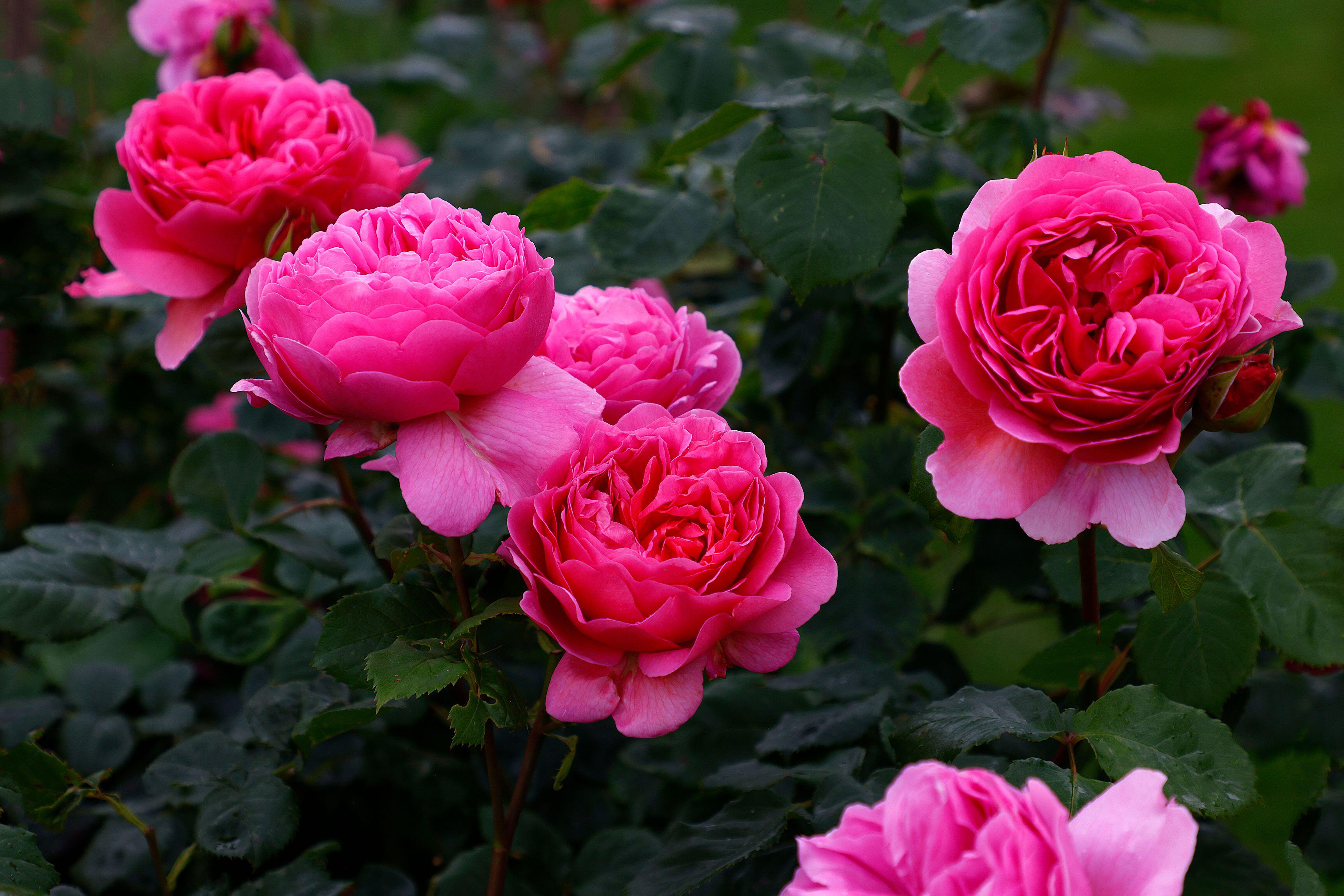 The Princess Alexandra of Kent of the Royal Rose Varieties.