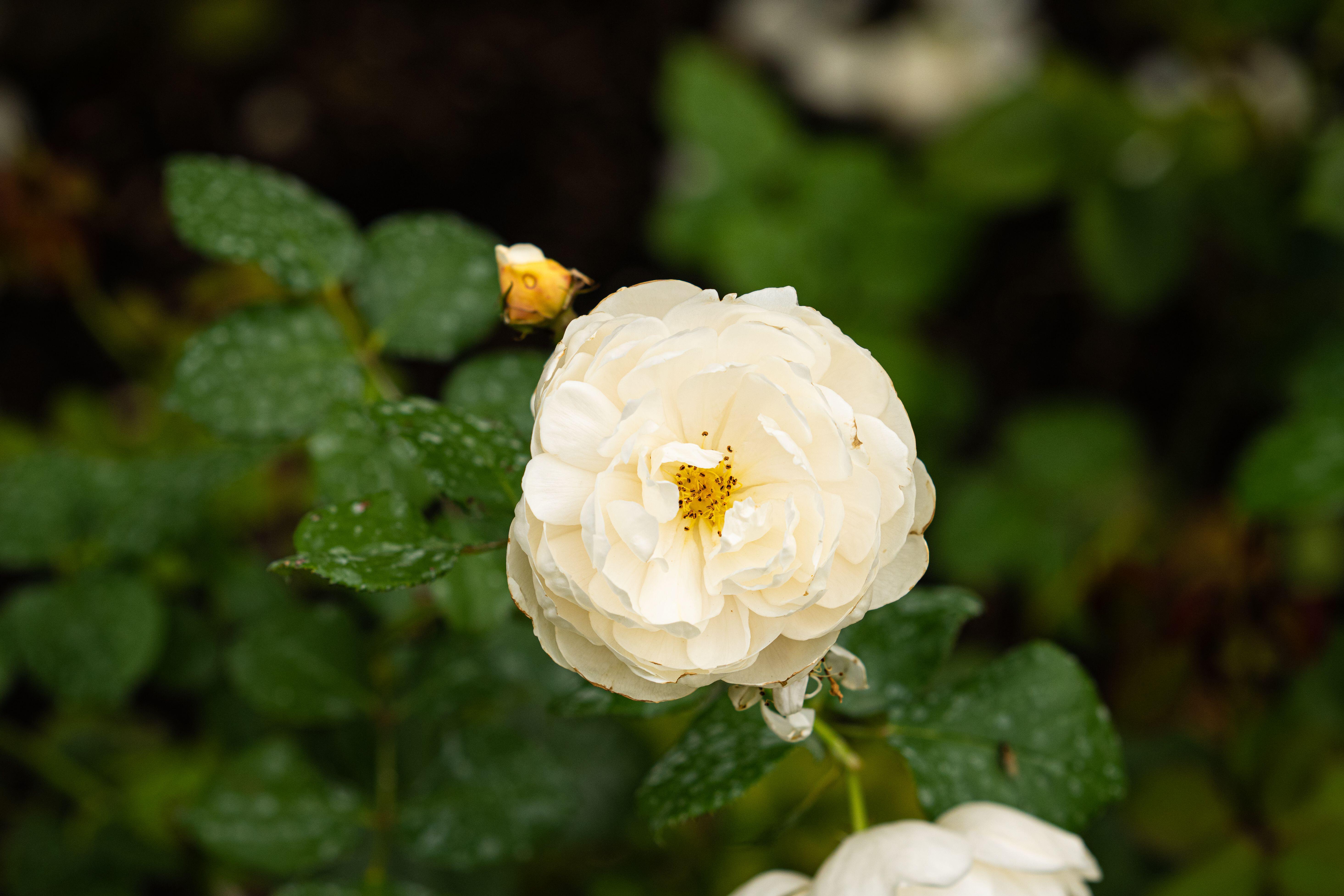 The William and Catherine rose of the Royal Rose Varieties.