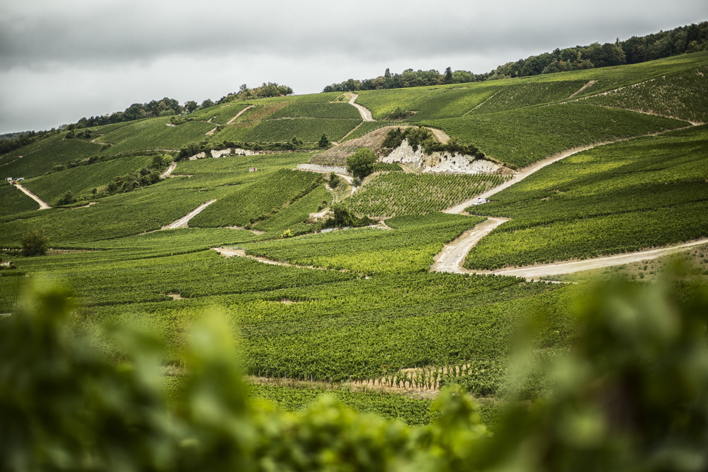 Champagne Bollinger's vineyards in Aÿ