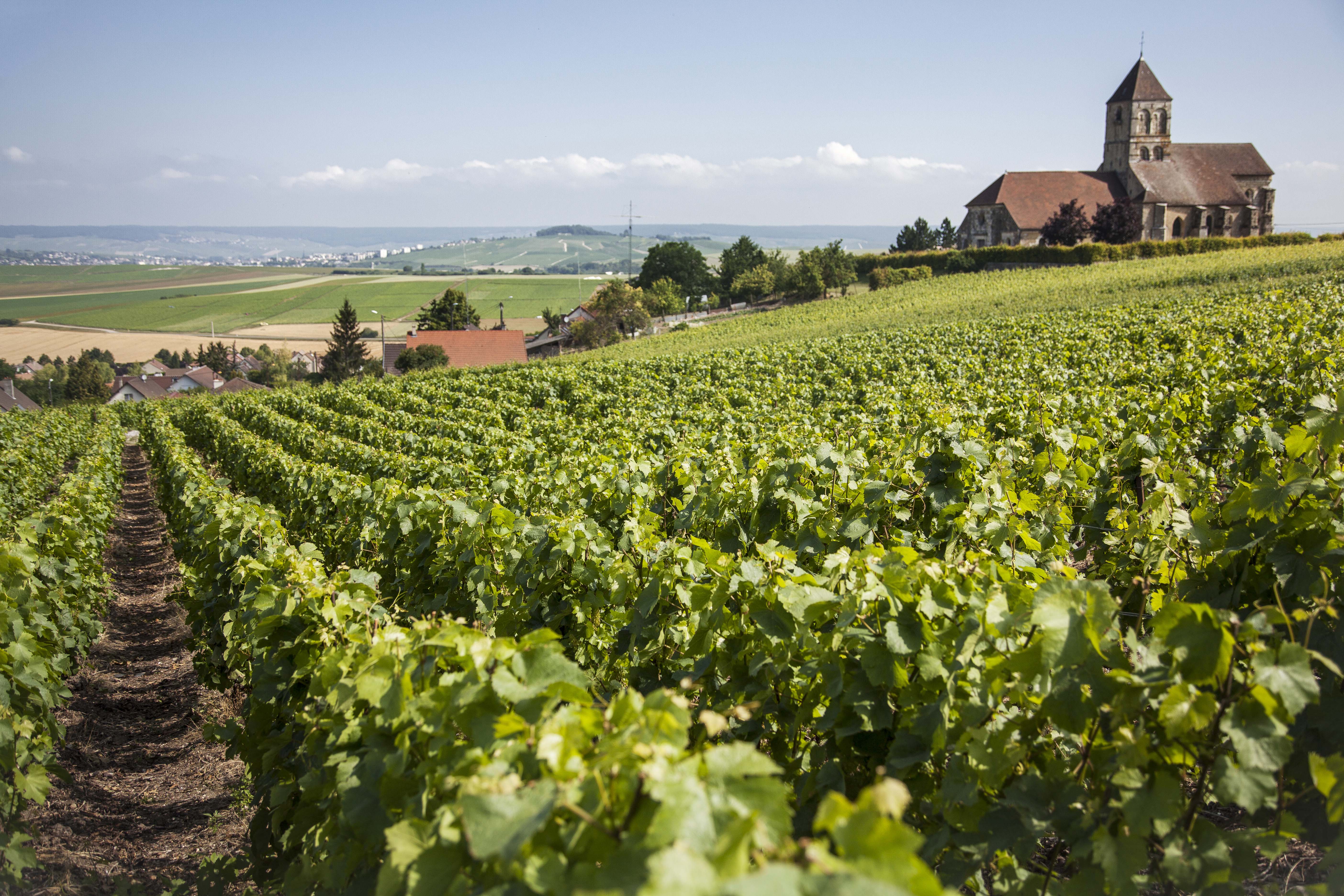 Bollinger 140-Year Royal Warrant - The land of Maison Bollinger's Vineyards.