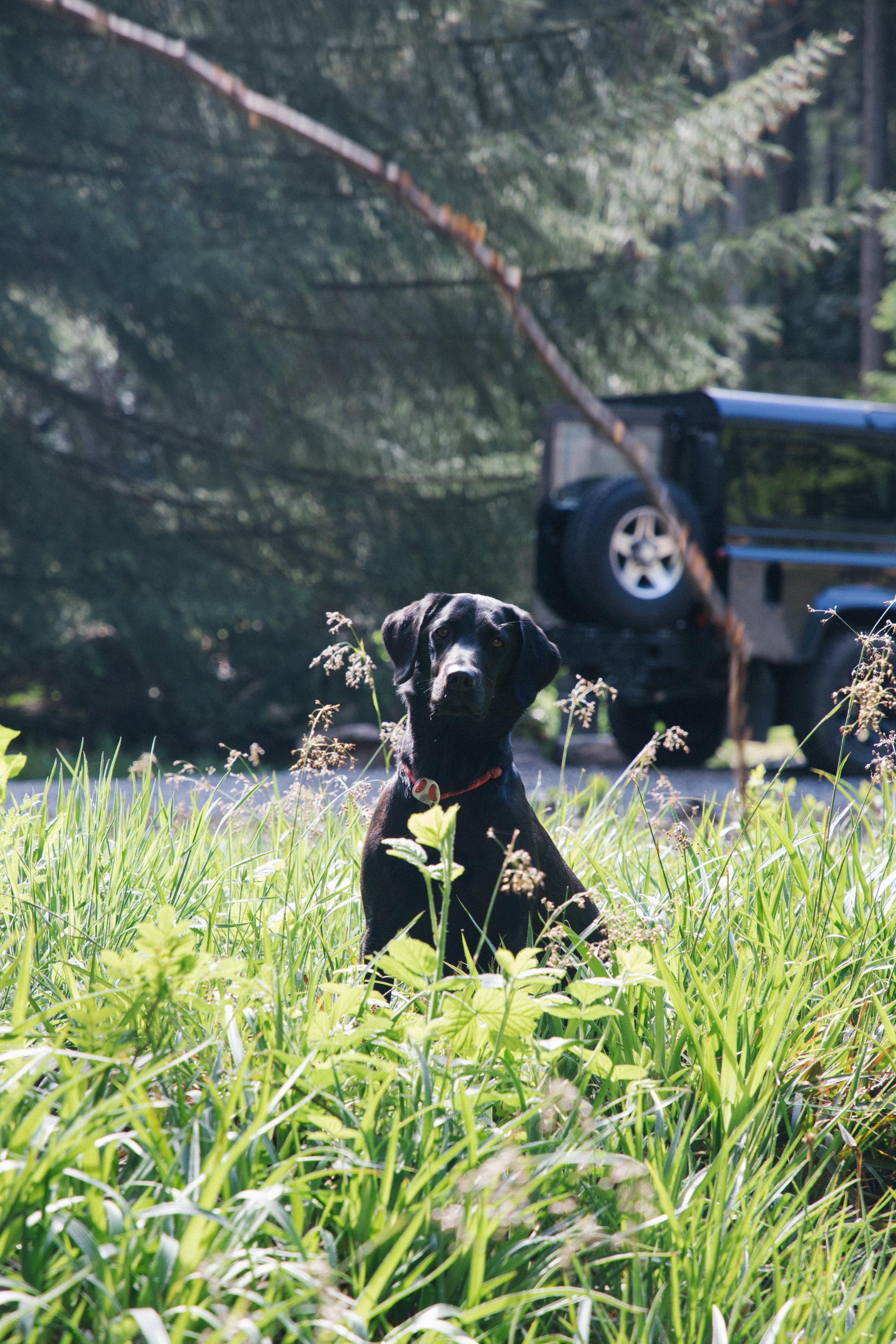 A black labrador sat in the grass at the Glen Dye Estate.