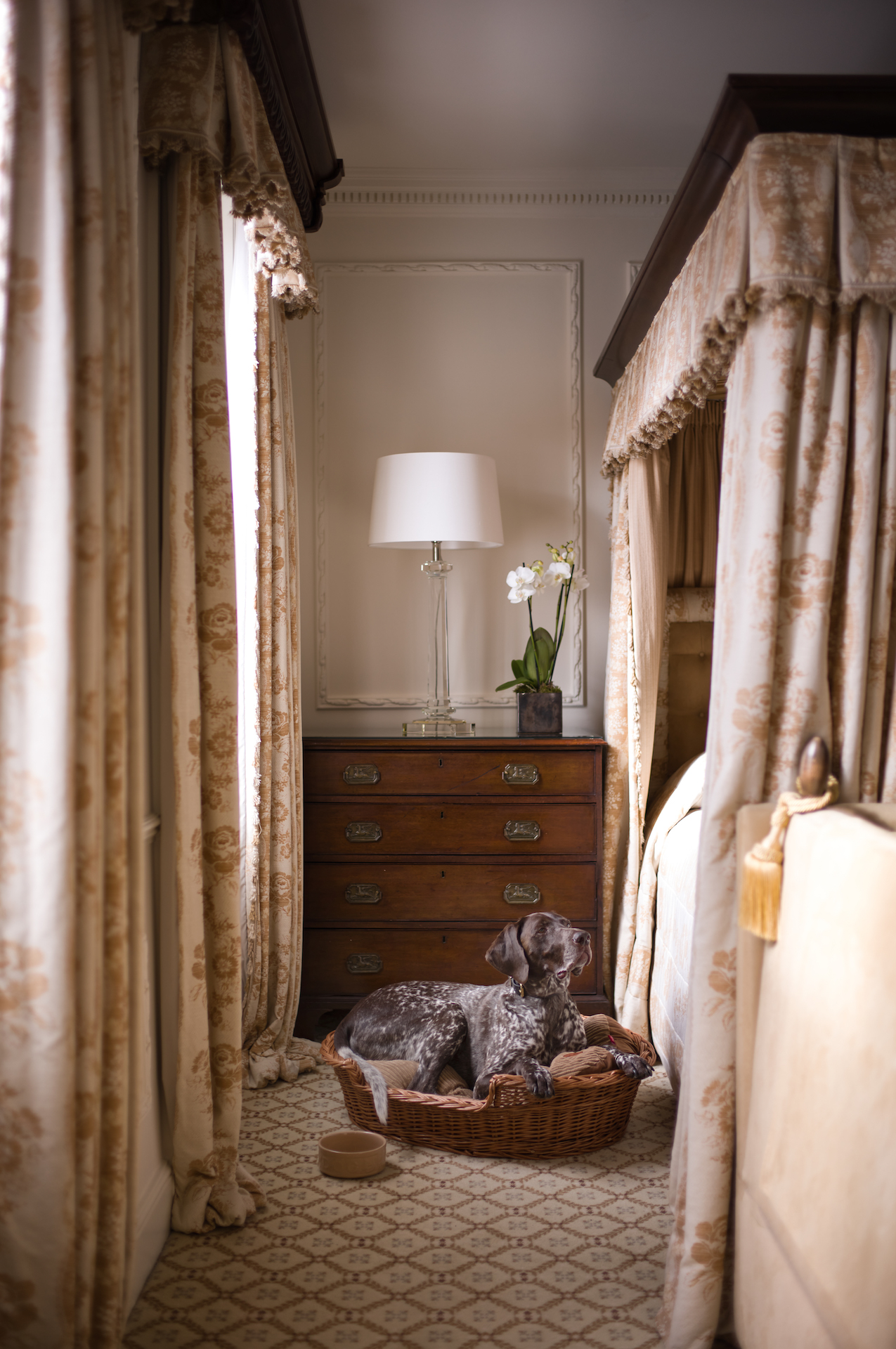 Arnie the dog sat in bed at the dog-friendly Egerton House Hotel.