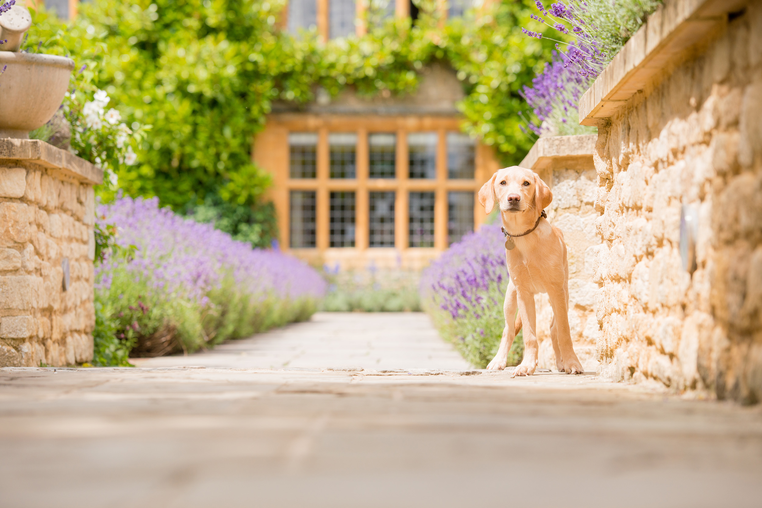 A golden retriever puppy in the gardens of Le Manoir aux Quat’Saisons.