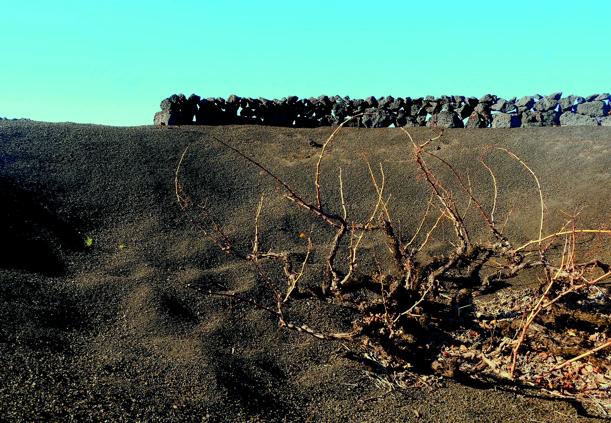 Volcanic Wines - Lanzarote Landscape