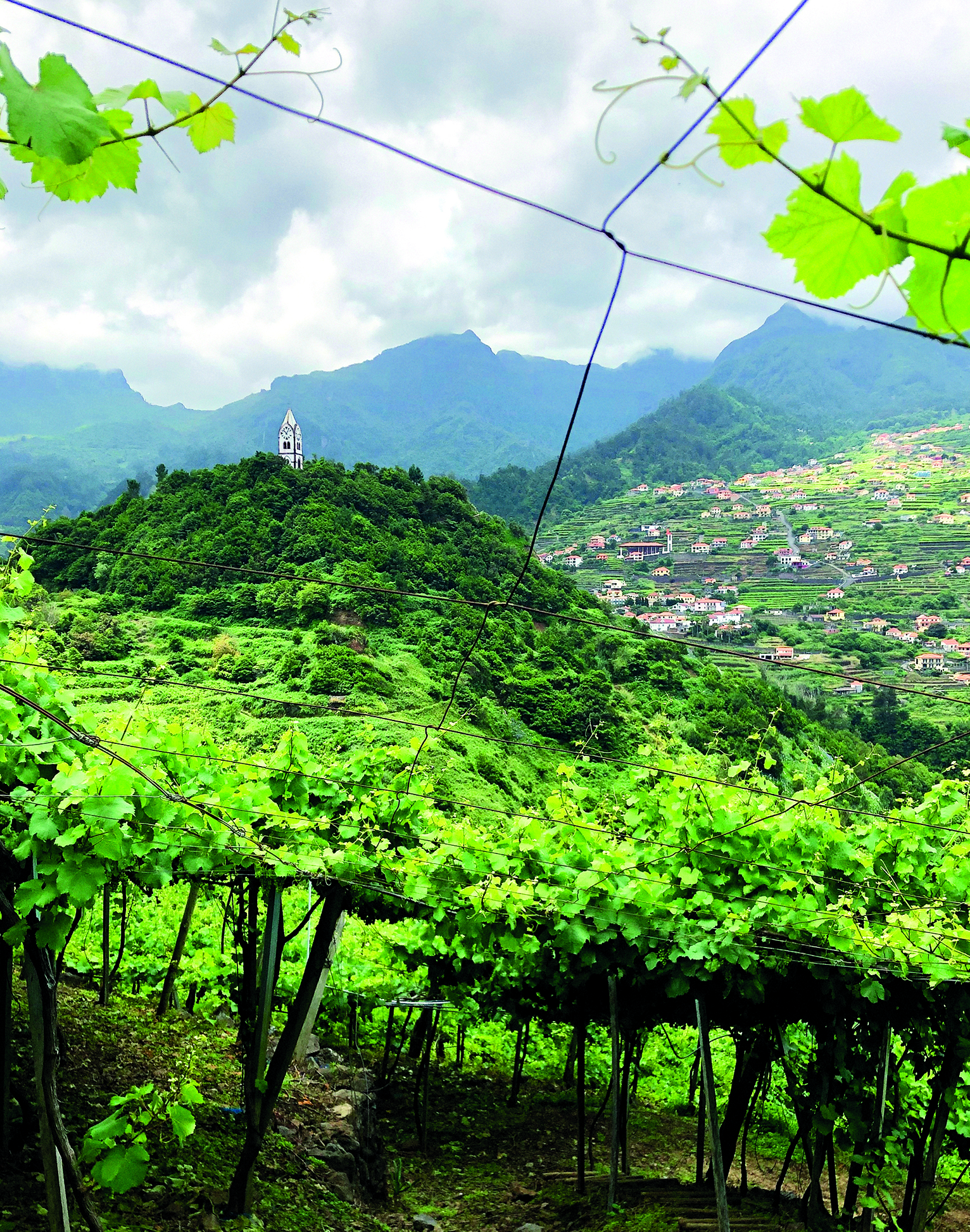 Volcanic Wines - Madeira Barbusano Vineyard