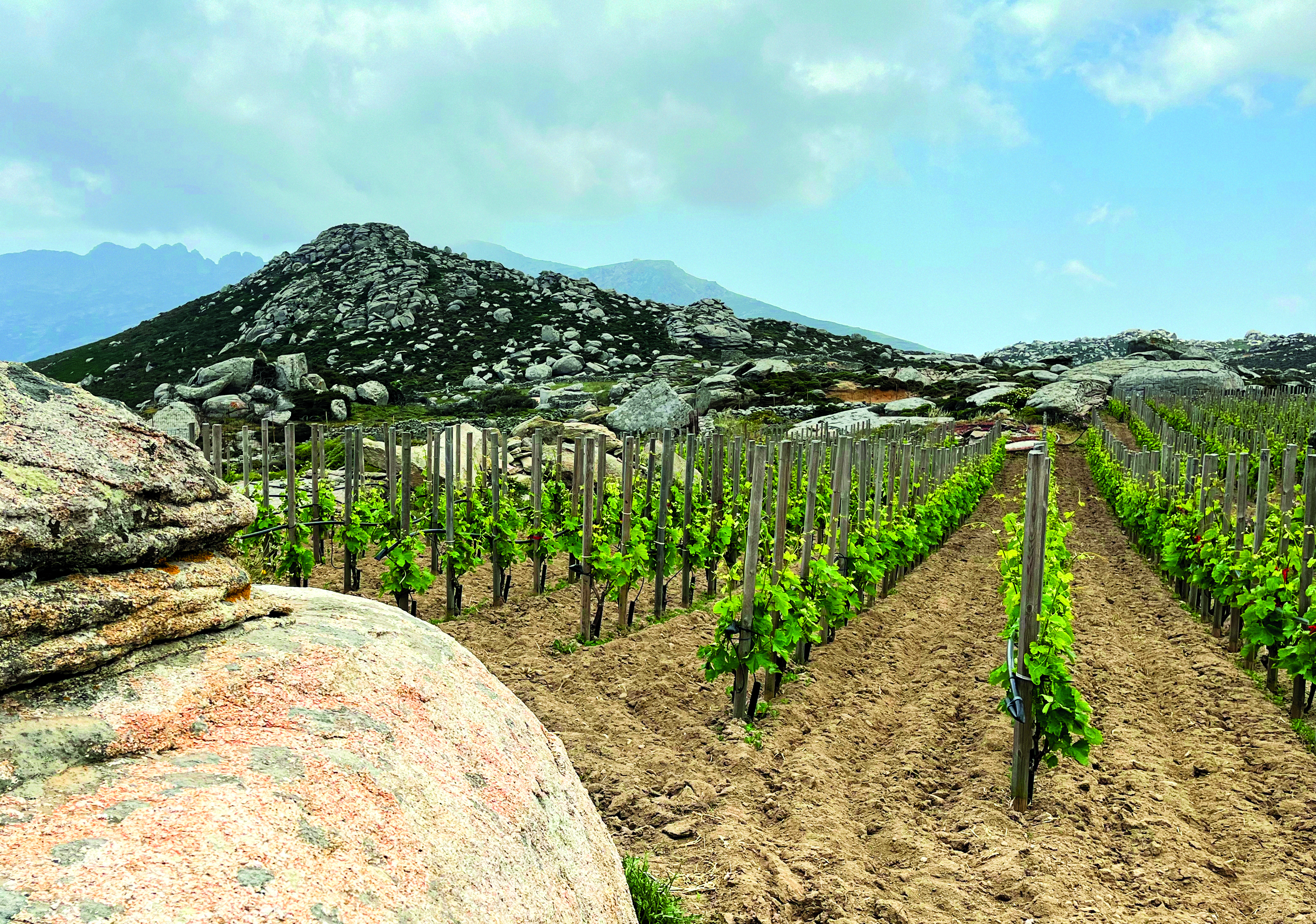 Volcanic Wines - T-Oinos vineyard