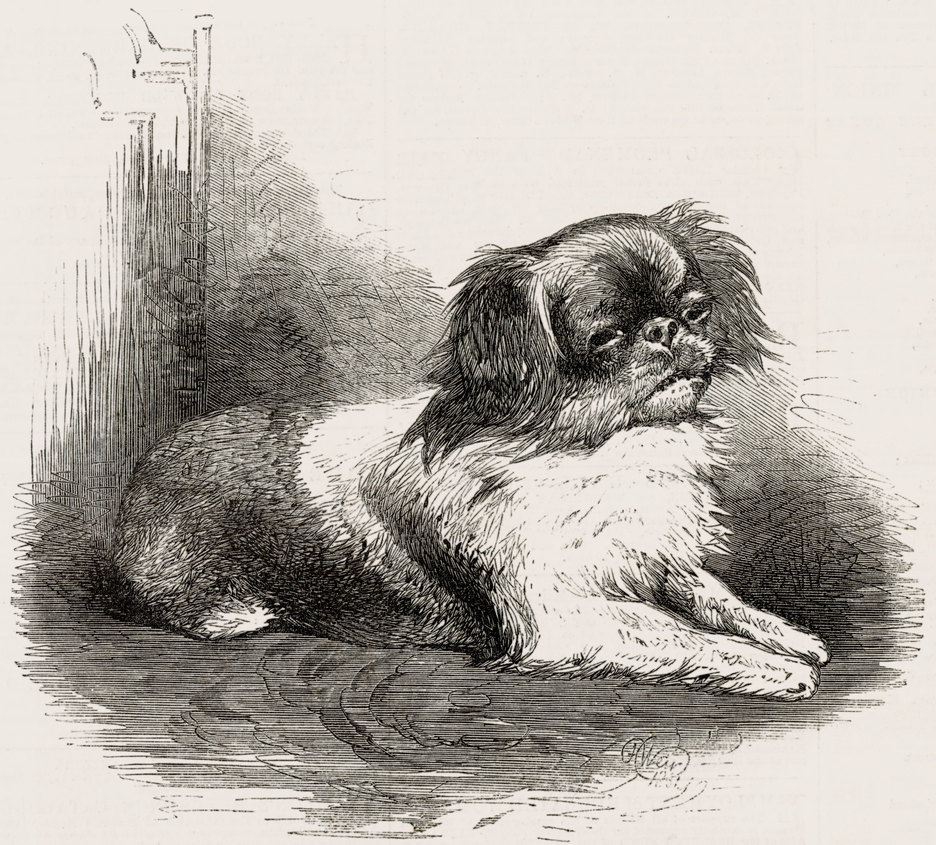 A picture of Looty, the Pekingese gifted to Queen Victoria in 1860, marks a unique moment in the history of the royal dogs