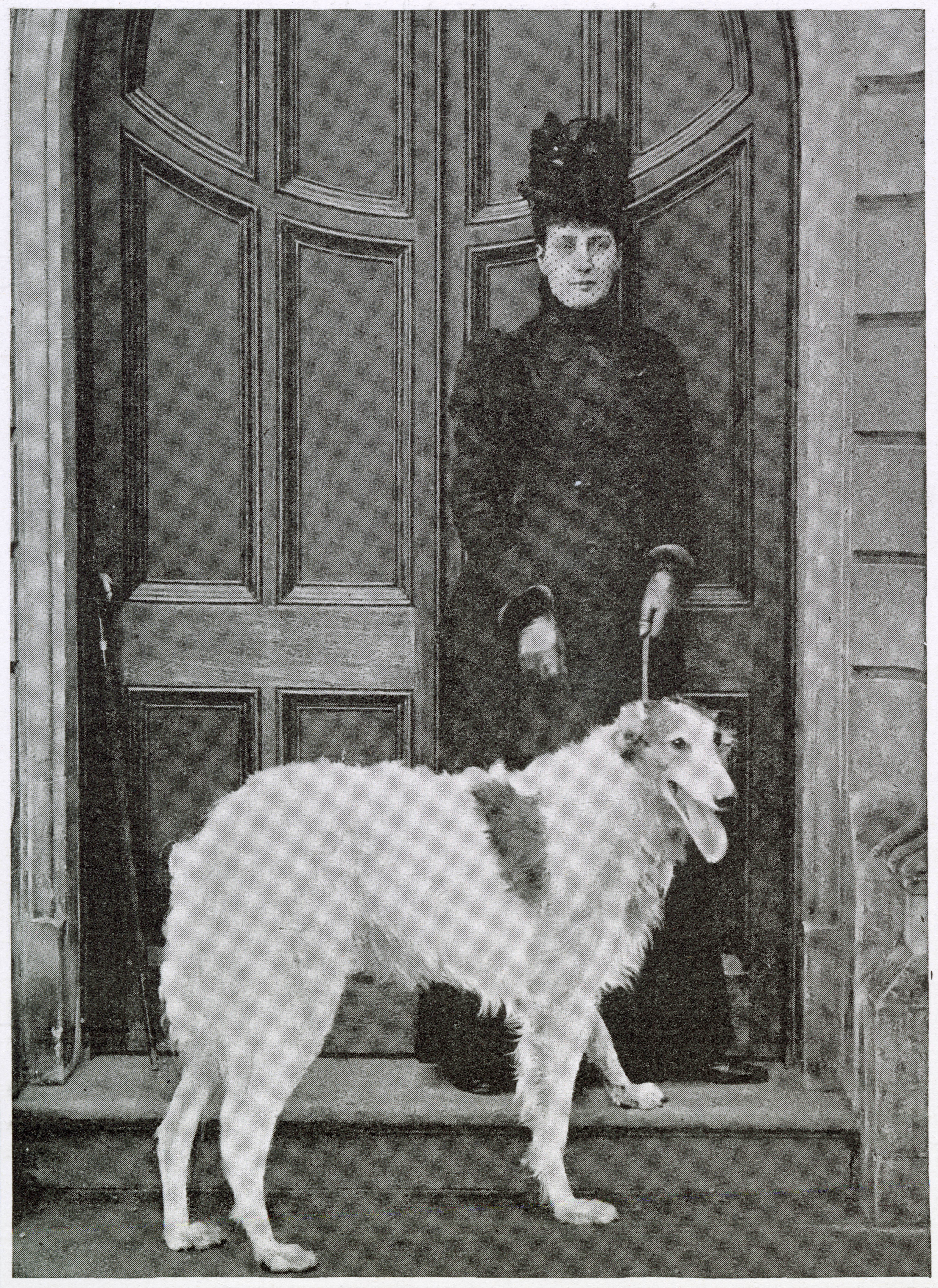 The majestic borzoi Alex, perhaps the most regal of royal dog breeds
