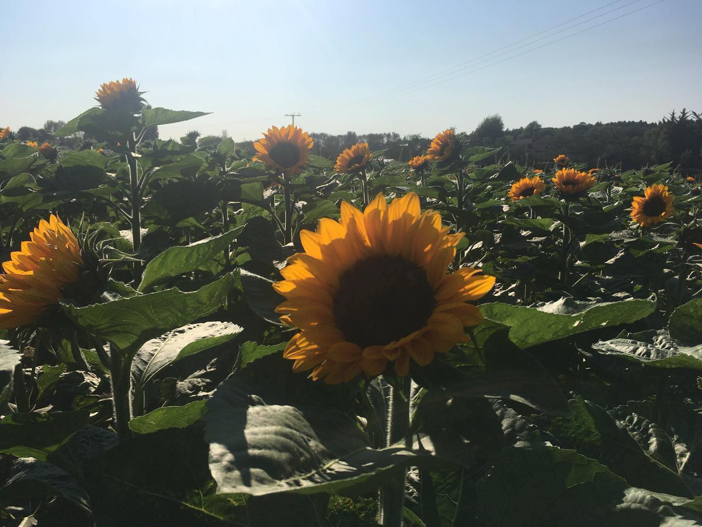 Sunflower fields at Stanhill's pick your own farm.