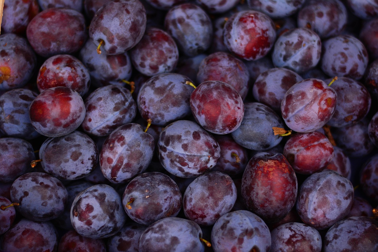 Plums available for the picking at Parkside Farm.