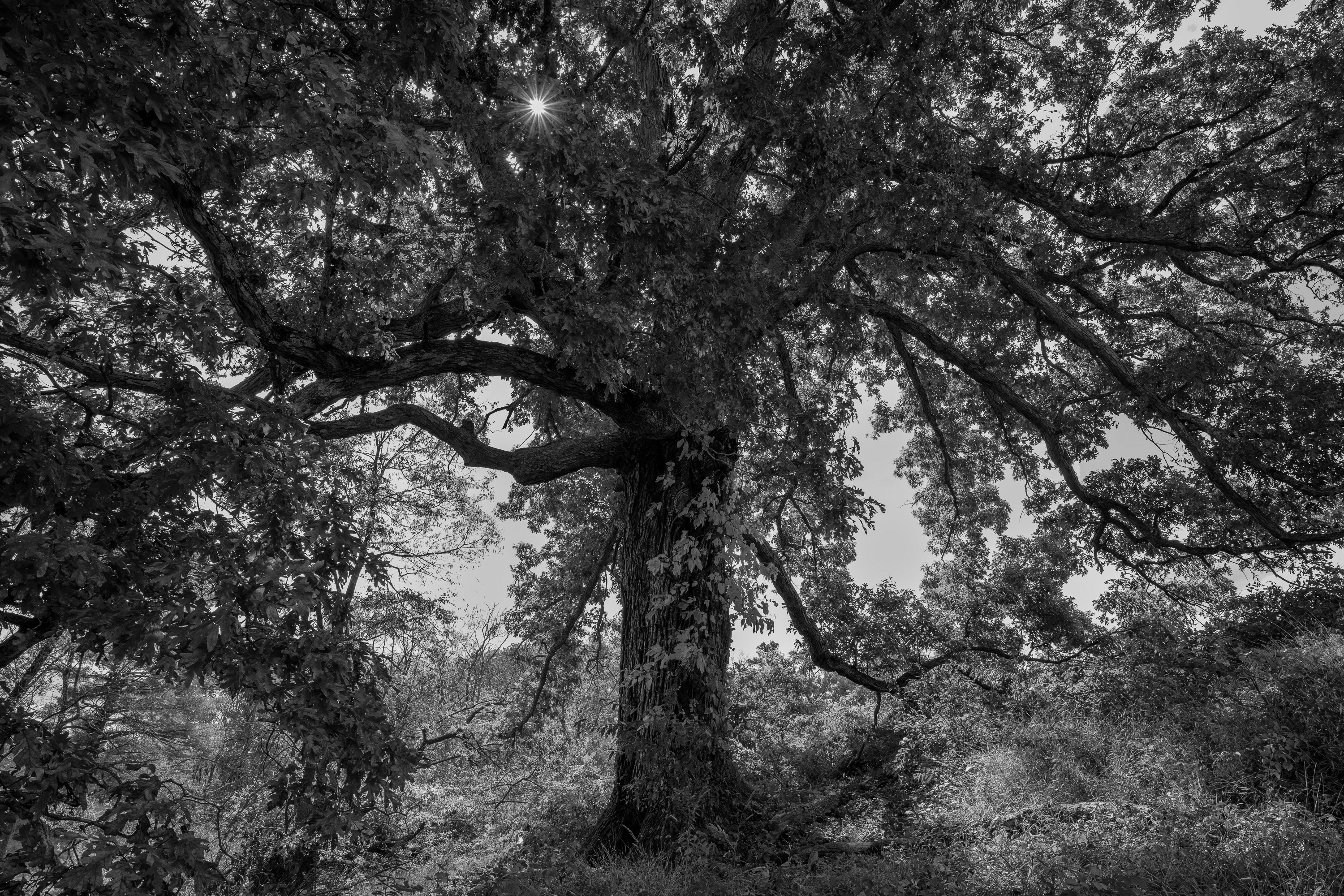 American oak tree that inspired Jeanne Gang when creating the Decanter #1 for Gordon & MacPhail's 85-year-old whisky and auctioned at Christie's.