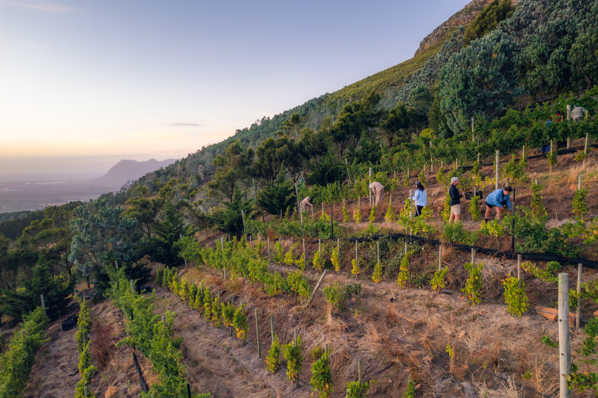 Sloped South African vineyards.