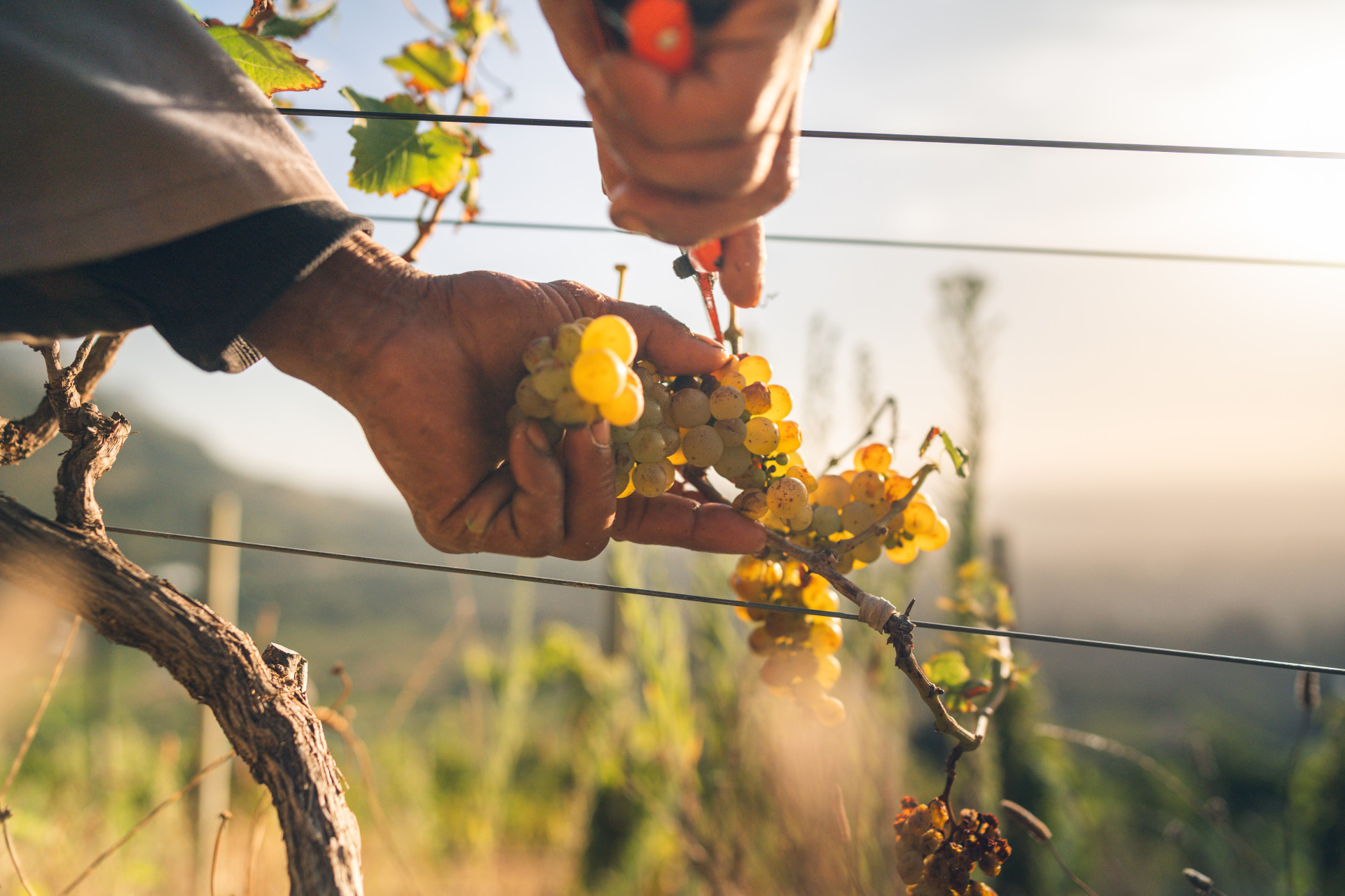 Grapes from South African vineyards. 
