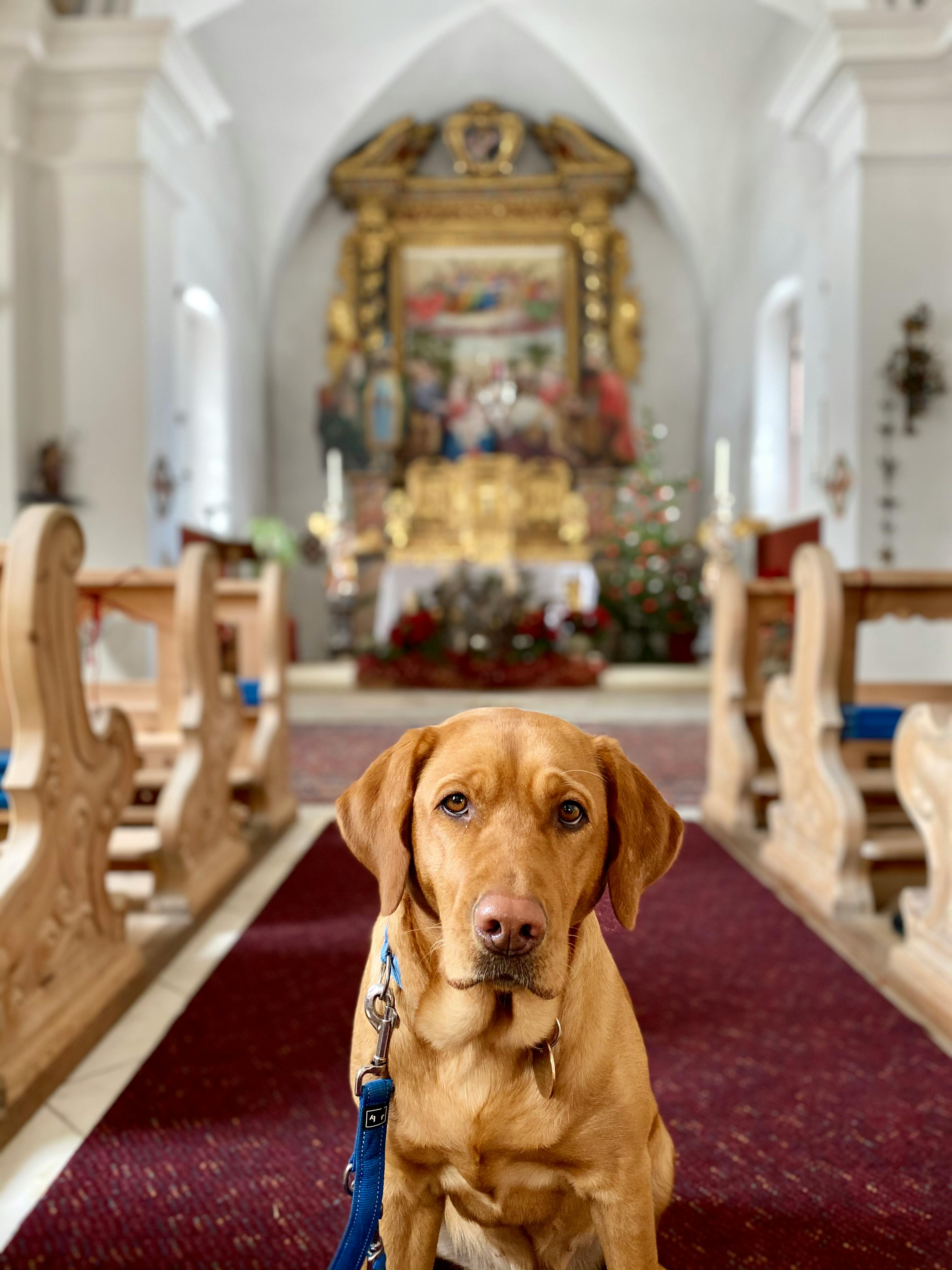 Tails and Tidings, what's on in December. 