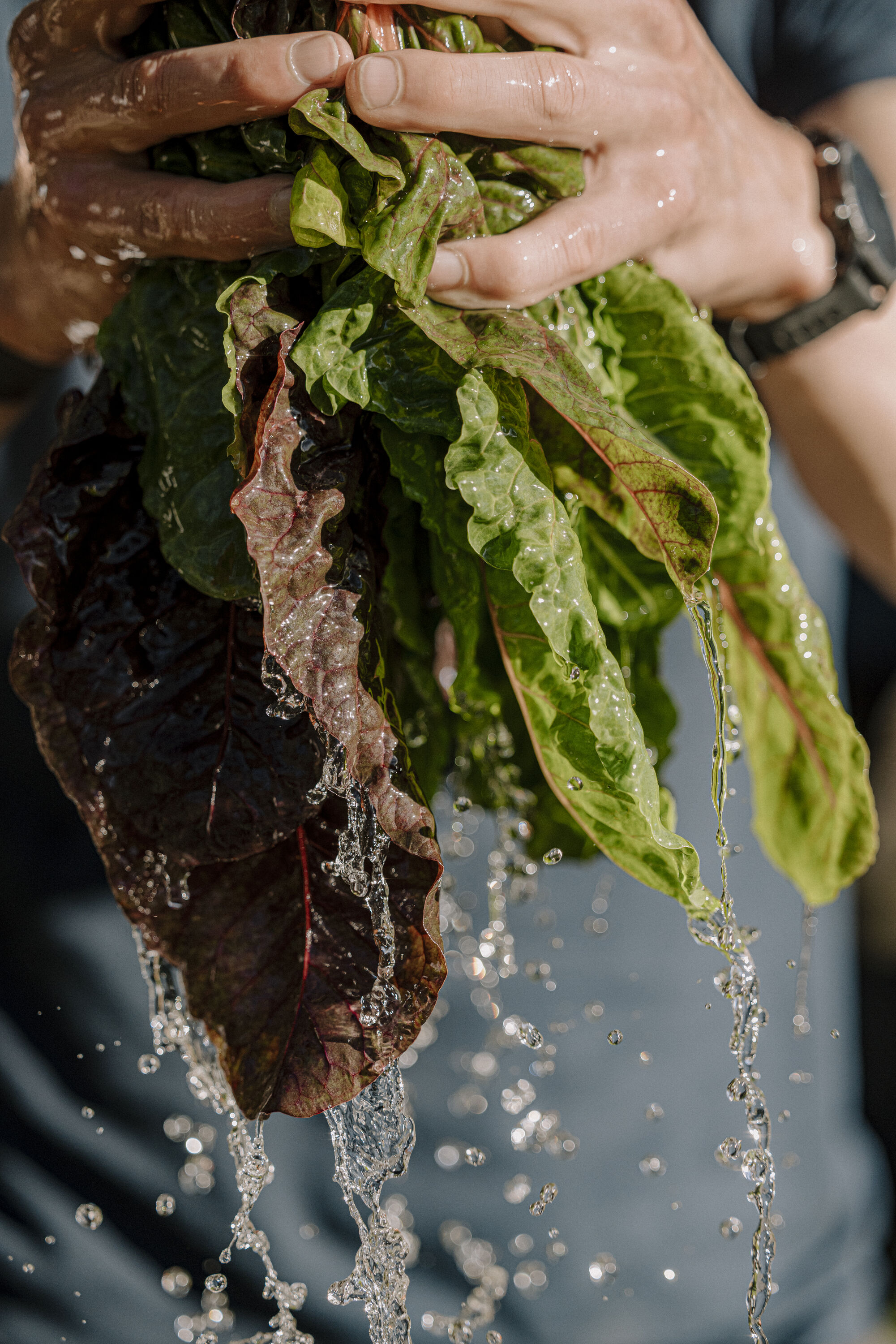 Lettuce, Noma, LA Residency.
