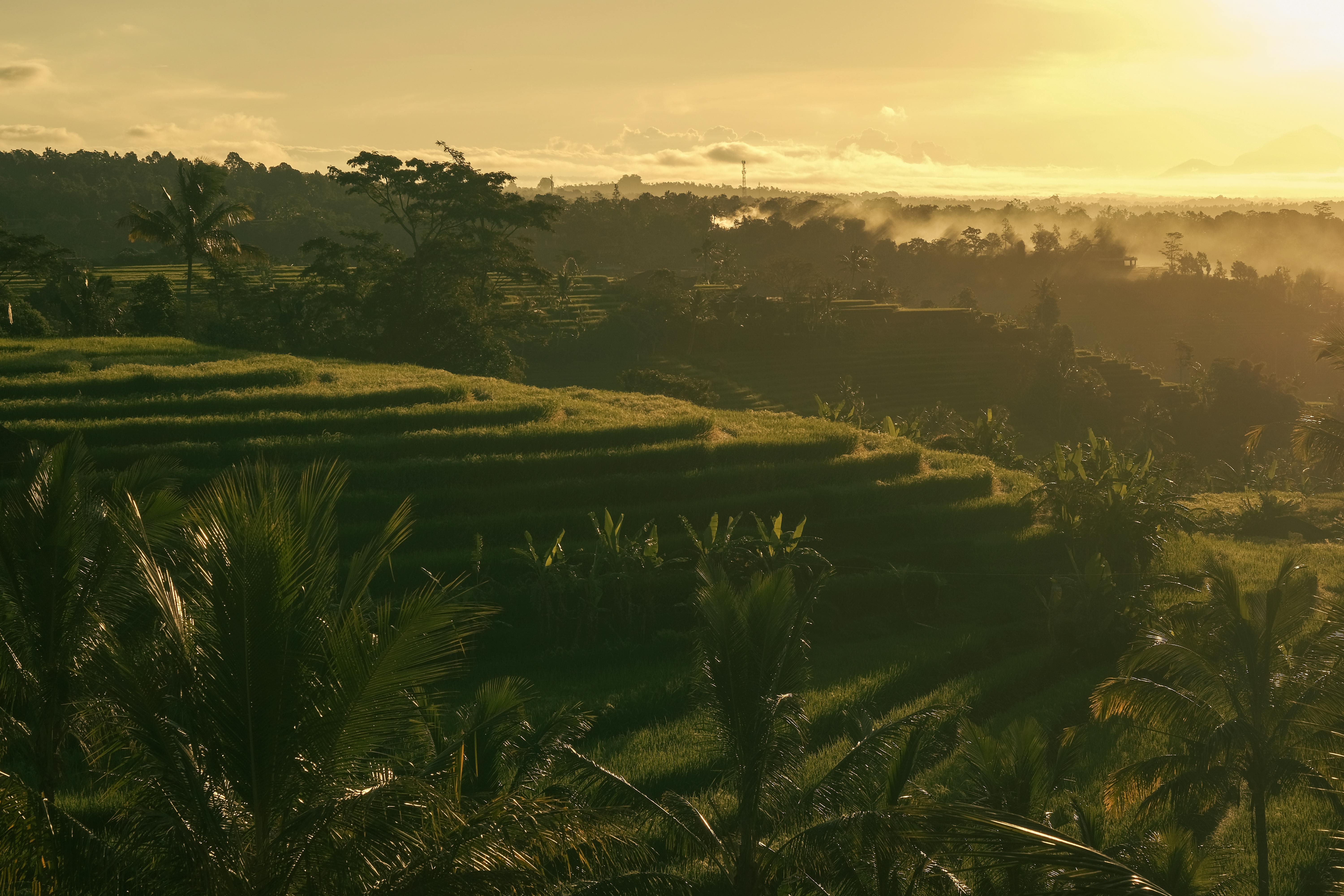 Rice terraces, Further Hotel Bali. 