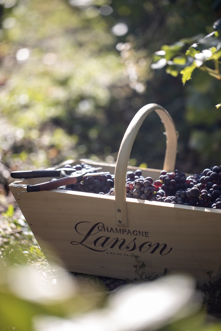 Lanson Champagne grapes. 