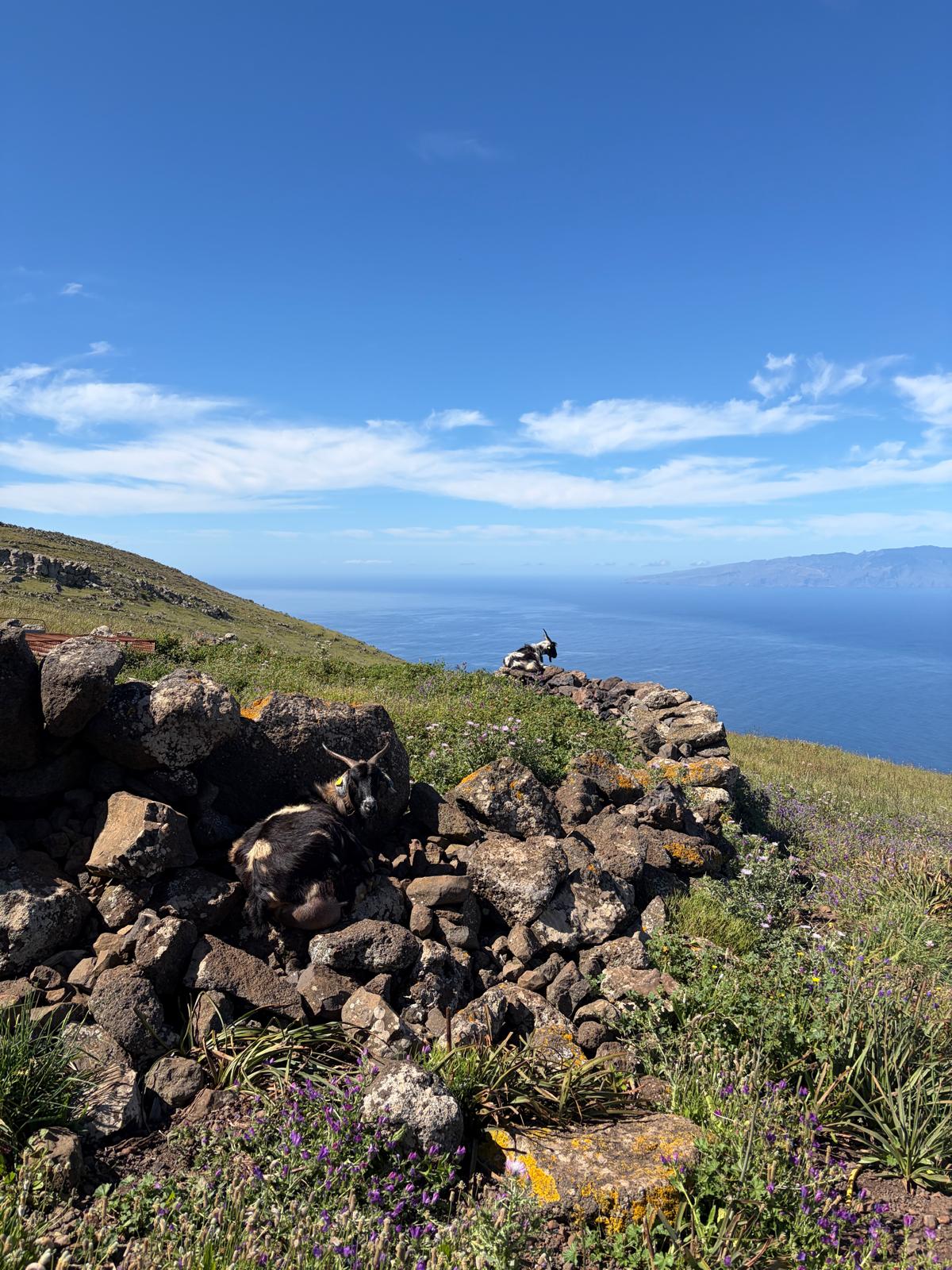 Goats - Tenerife.